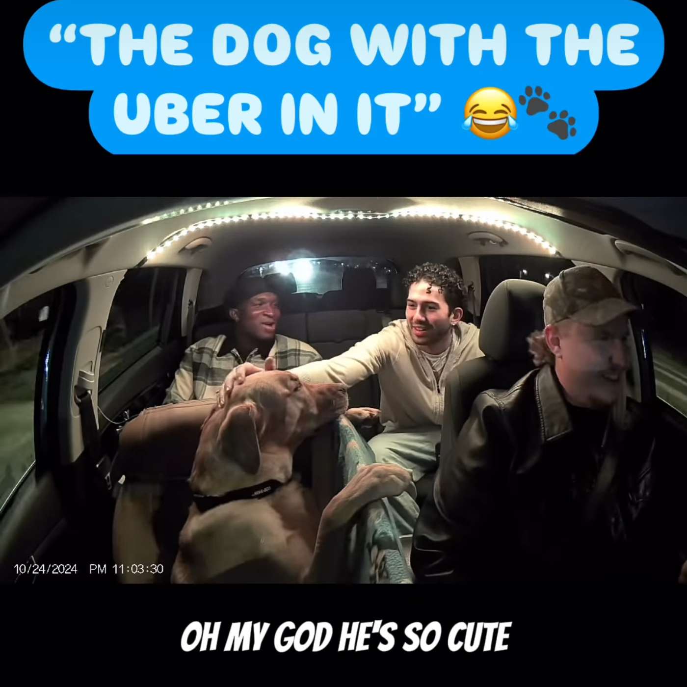 A Dogs Devotion