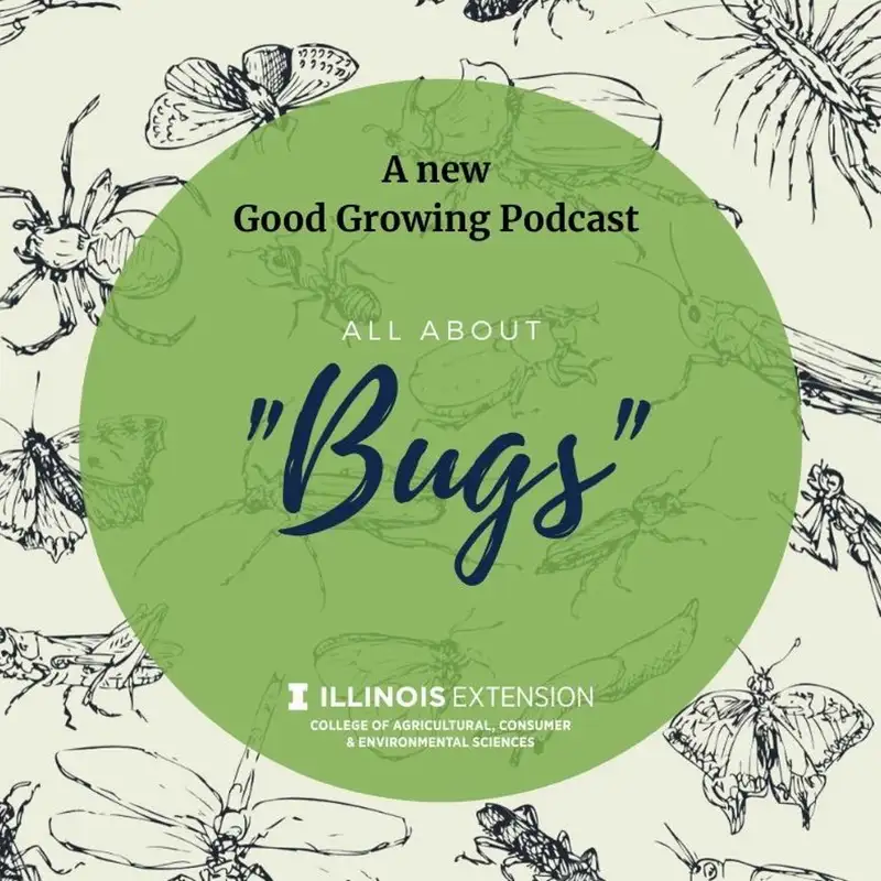 Ep. 13 Answering Insect Questions with Kelly Allsup