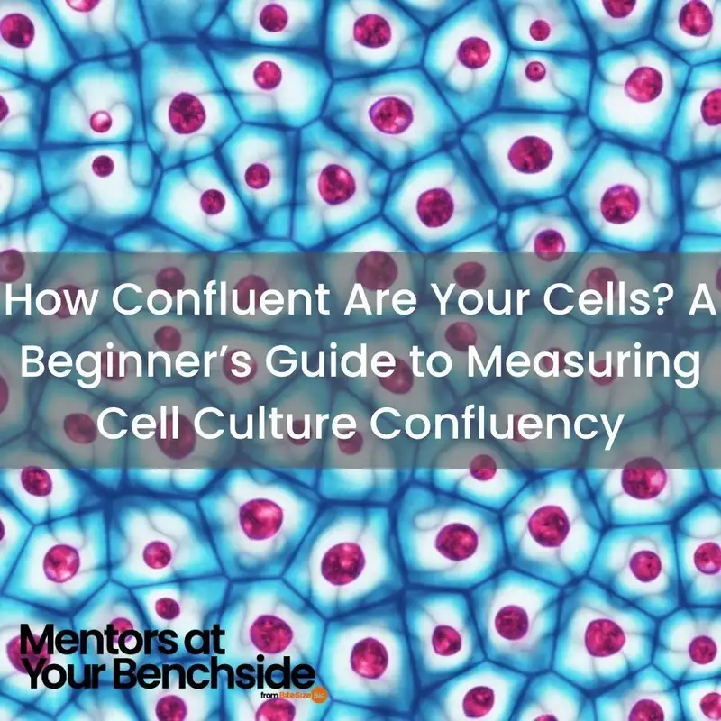 How Confluent Are Your Cells? A Beginner’s Guide to Measuring Cell Culture Confluency