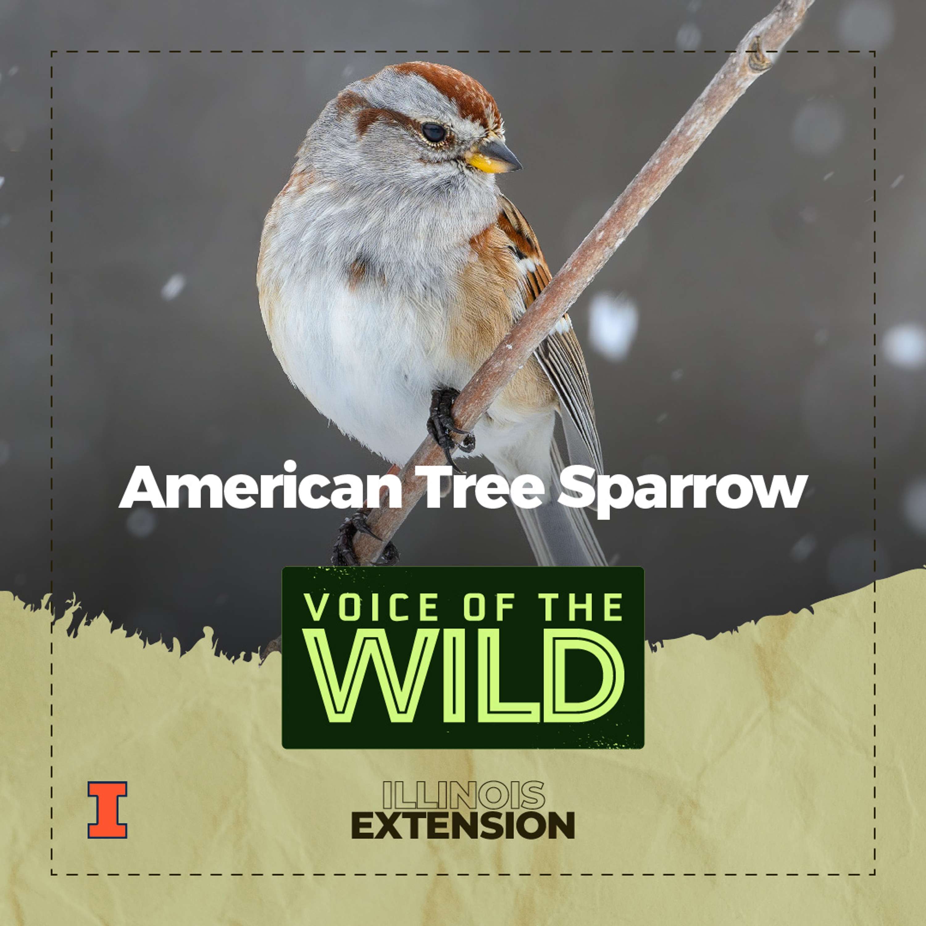 Voice of the Wild