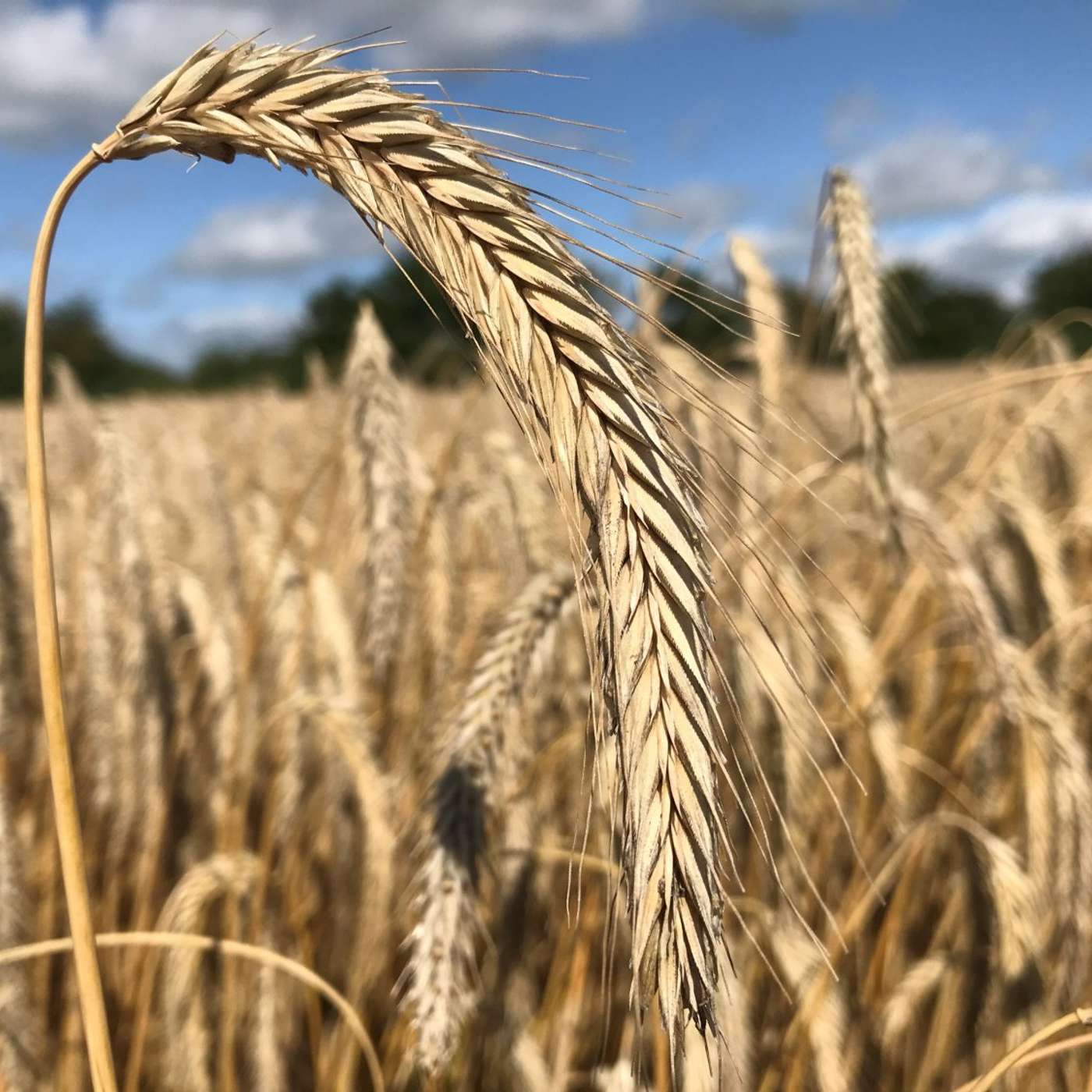 Rye margins are better than barley