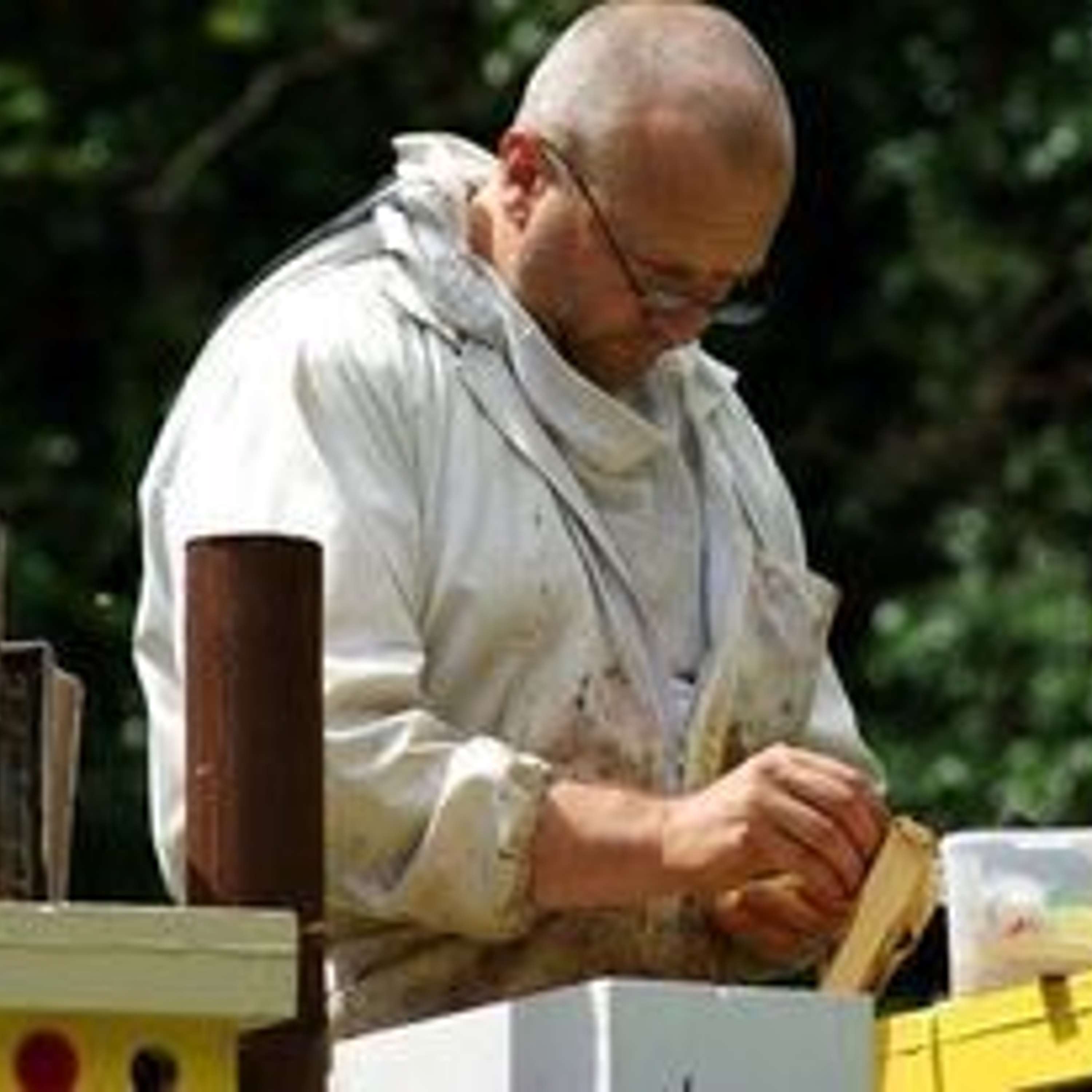 Breeding the Honeybee