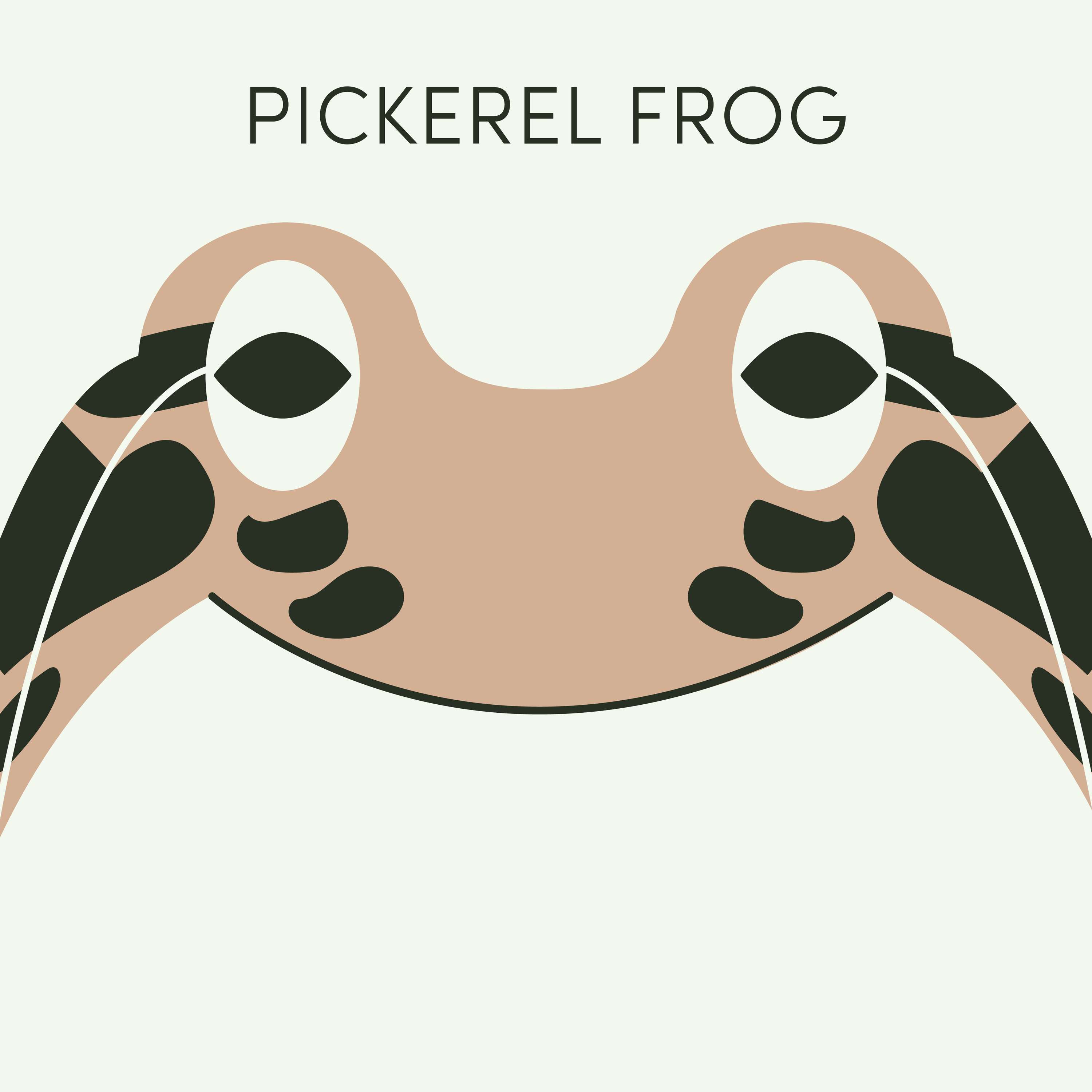 Pickerel Frog | Week of May 15th