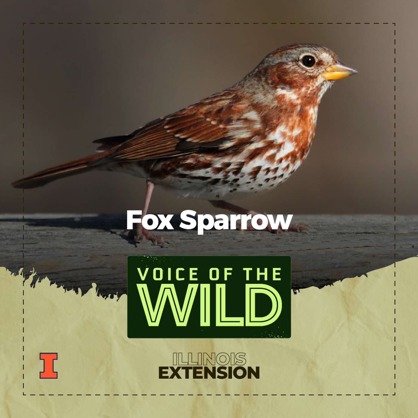 Episode 80: Fox Sparrow – Voice of the Wild Episode 80: Fox Sparrow – Voice of the Wild