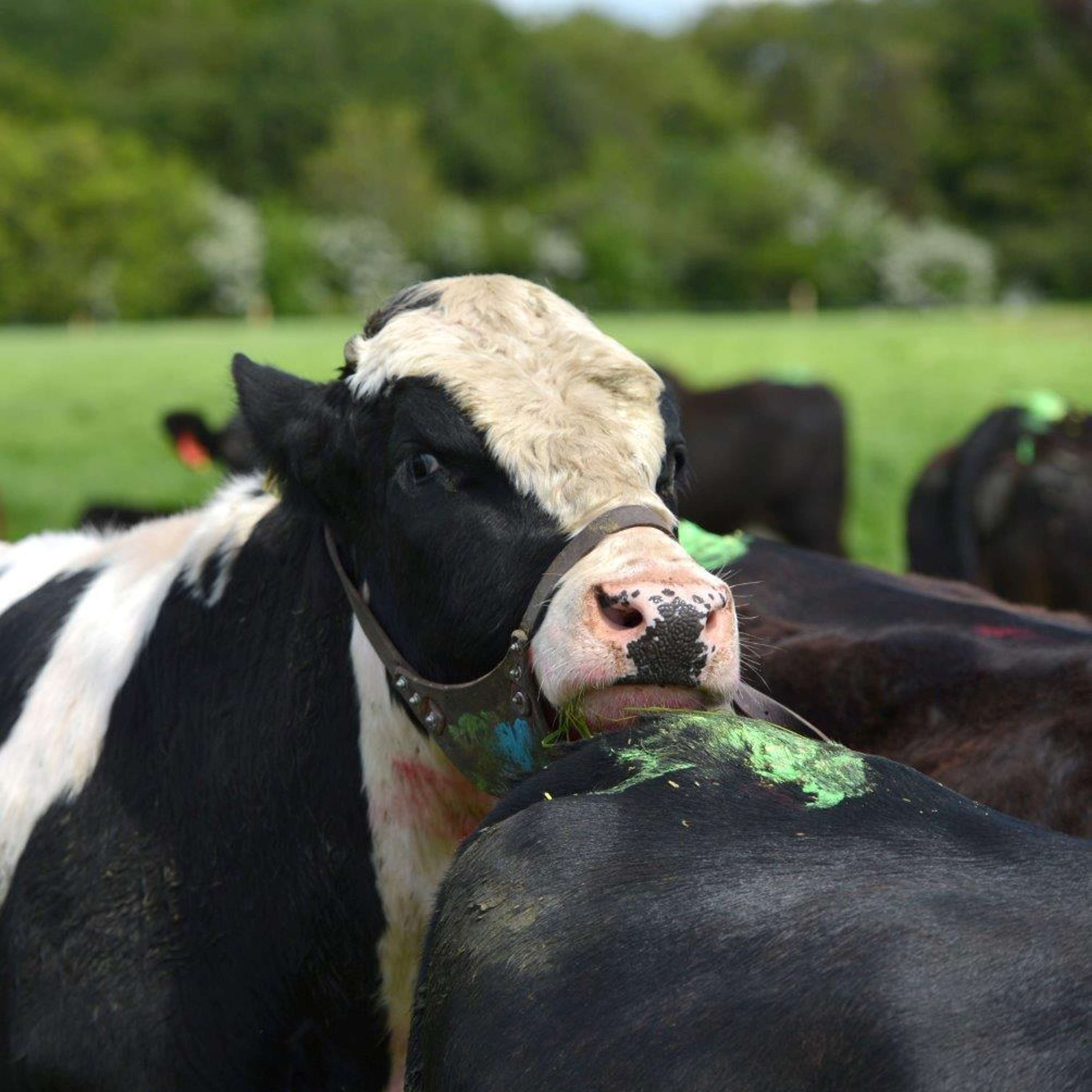 Key aspects of a synchronisation regime for a suckler beef herd