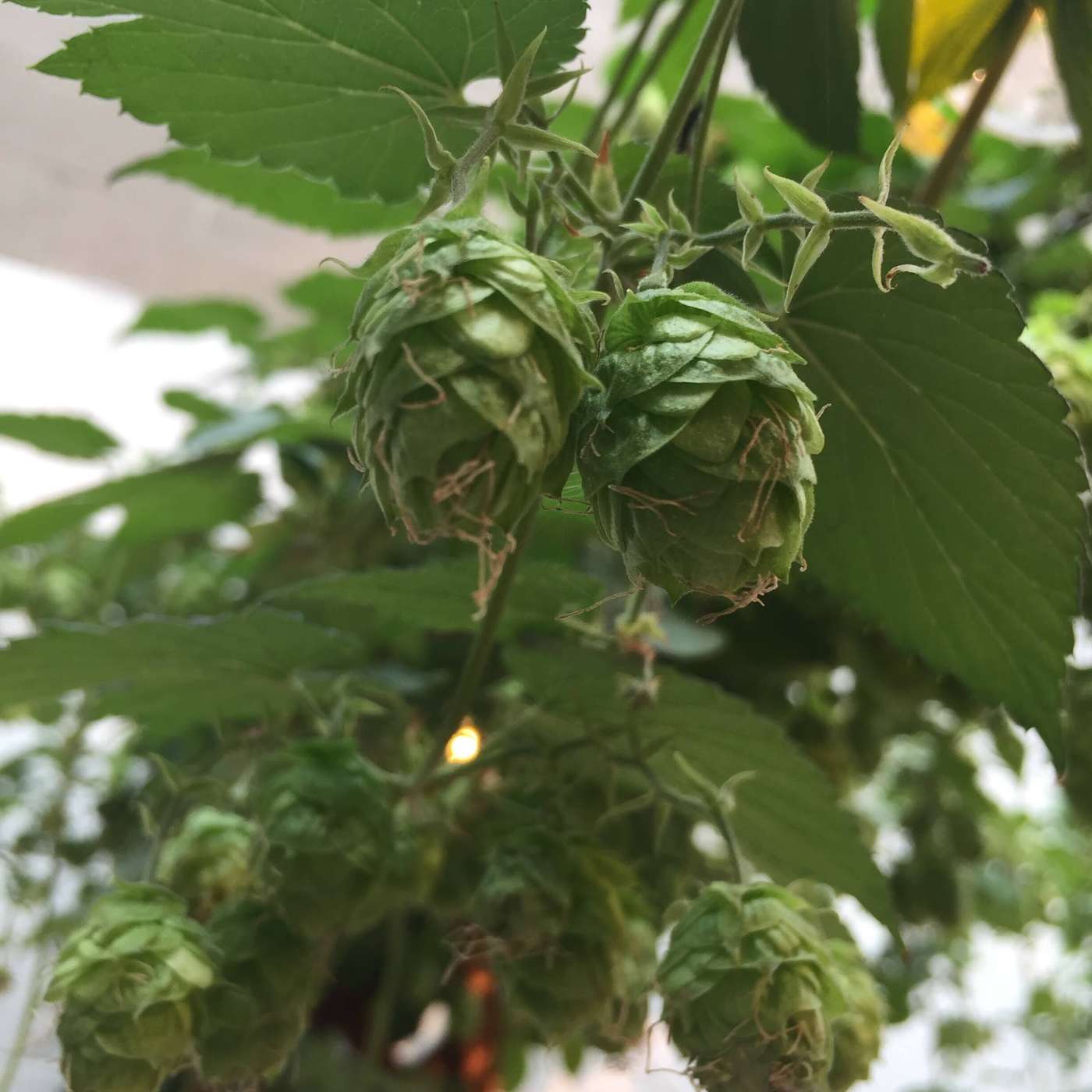 AAB 050: Oh, So Many Ways to Hop a Beer