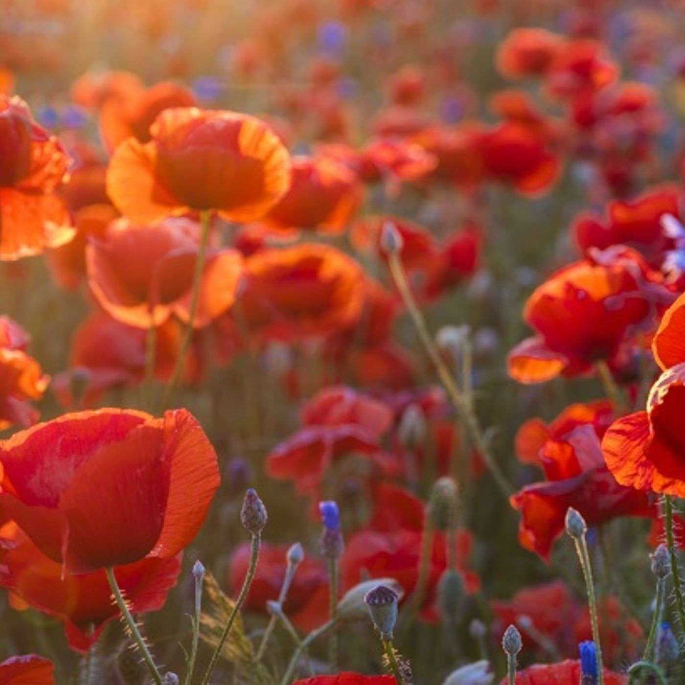 The Aspen Waite Podcast