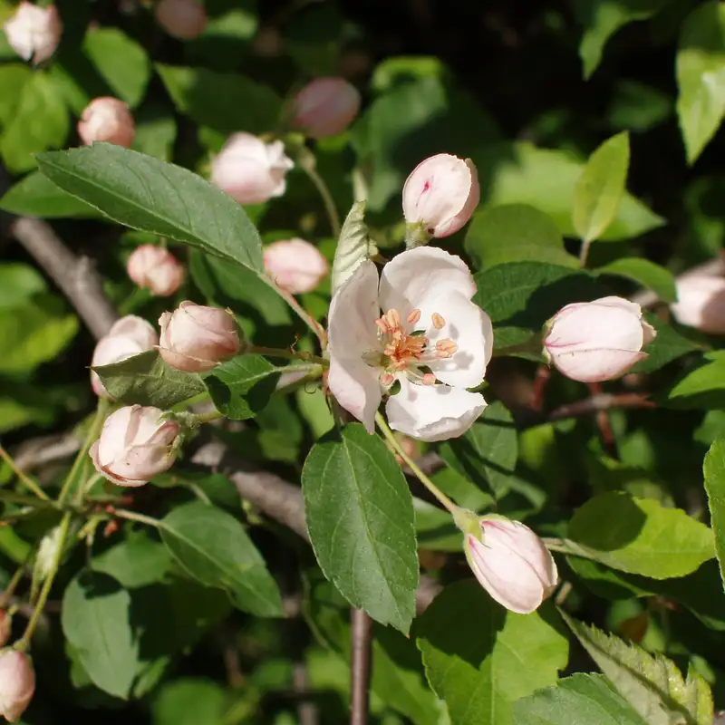 Native Apple Trees with Paul Kron