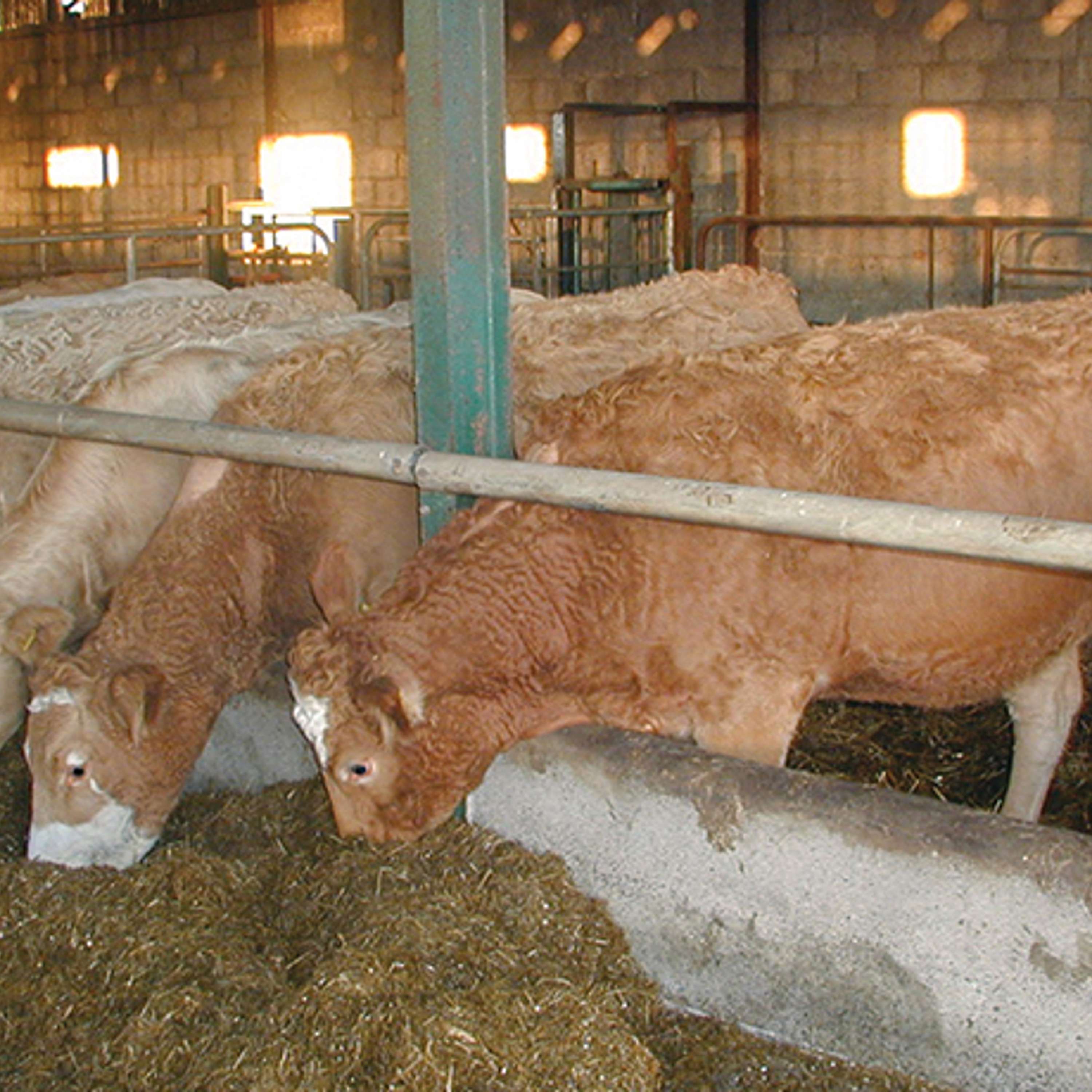 Winter nutrition and diets with Teagasc Nutritionist, Aisling Claffey