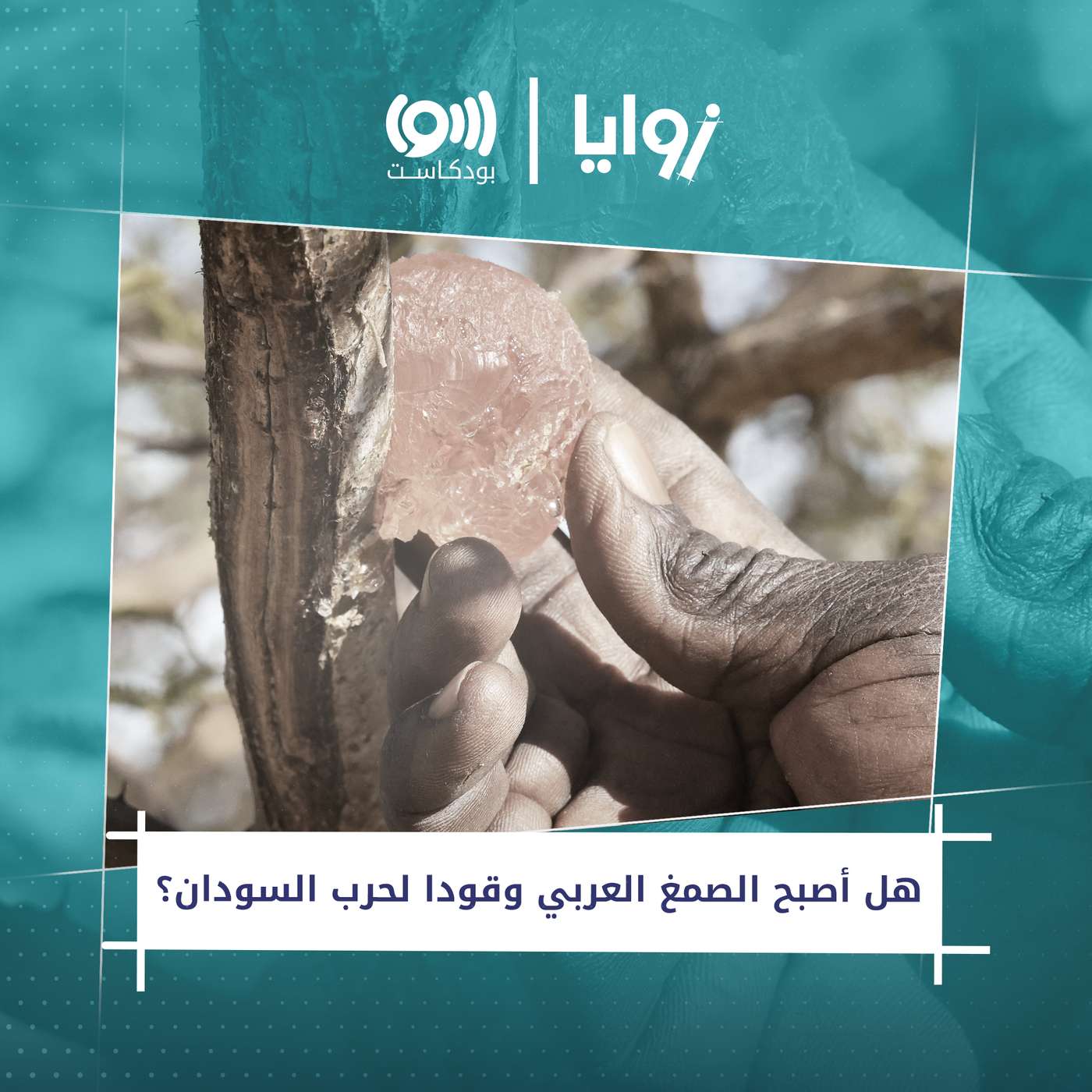 هل أصبح الصمغ العربي وقودا لحرب السودان؟