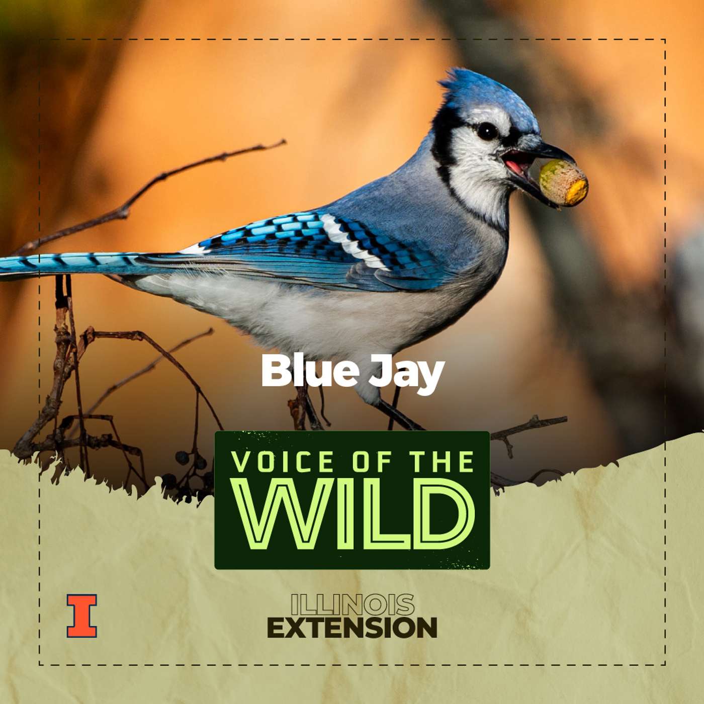 Episode 73: Blue Jay – Voice of the Wild Episode 73: Blue Jay – Voice of the Wild