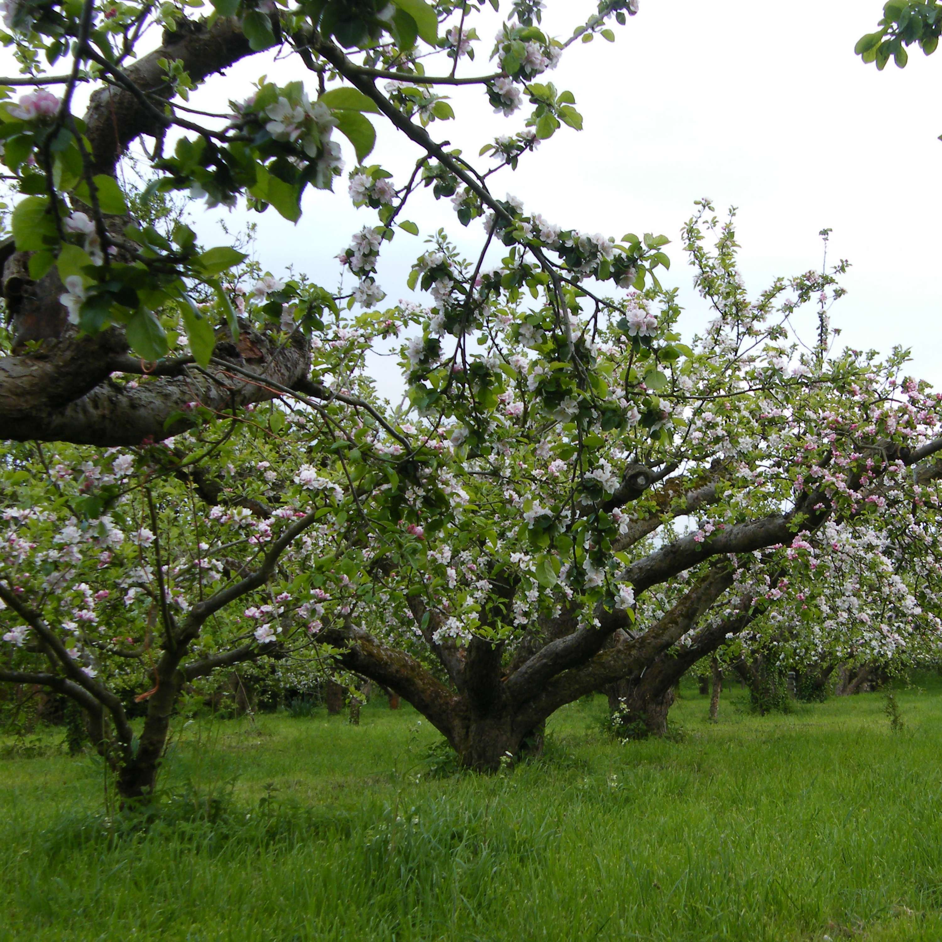 Orchard People