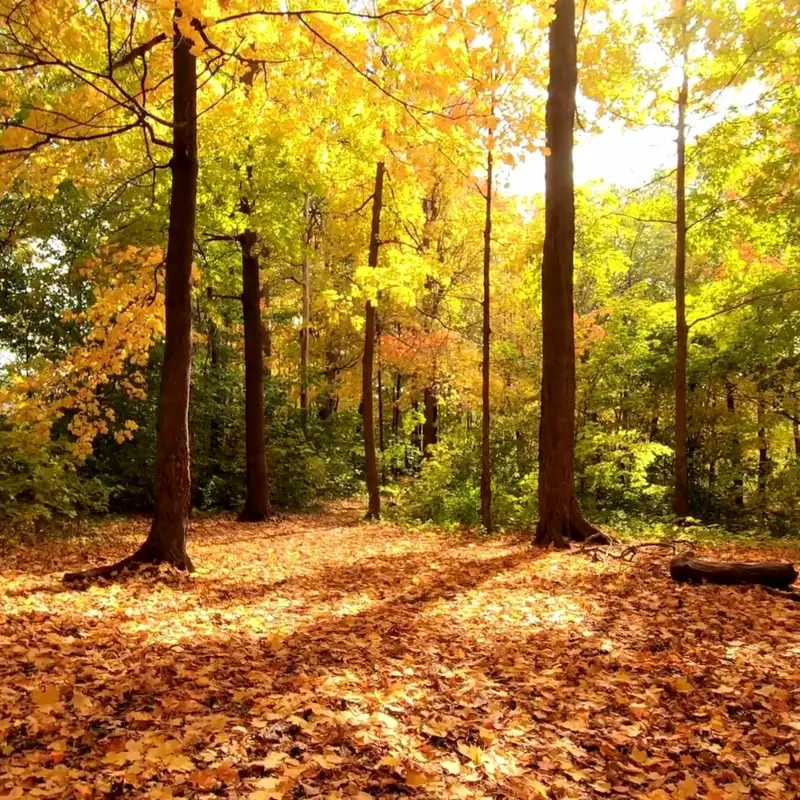 🍂 Walking Through Woodland Leaves | 8 Hours