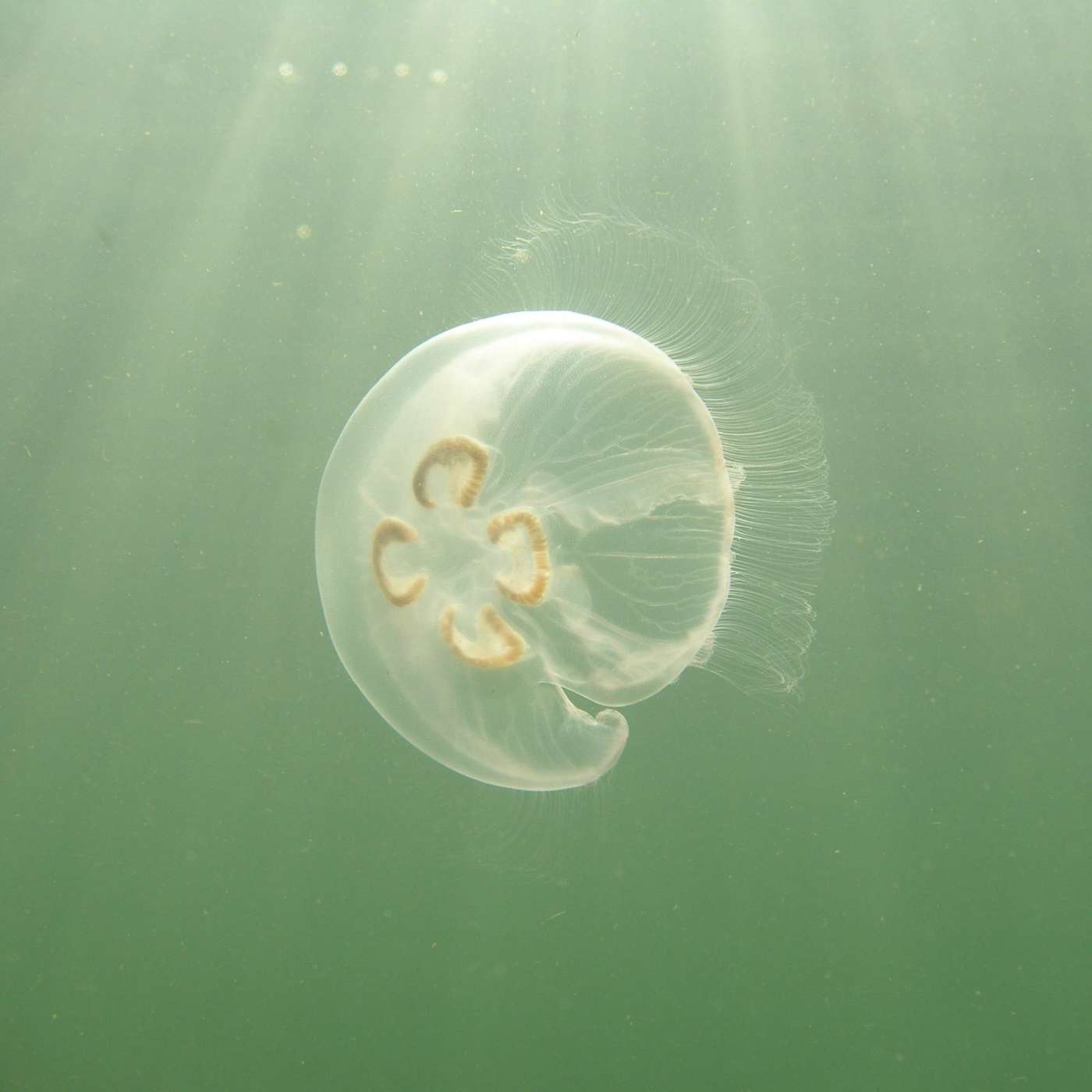 Oi Emma, Emma, oi Emma…