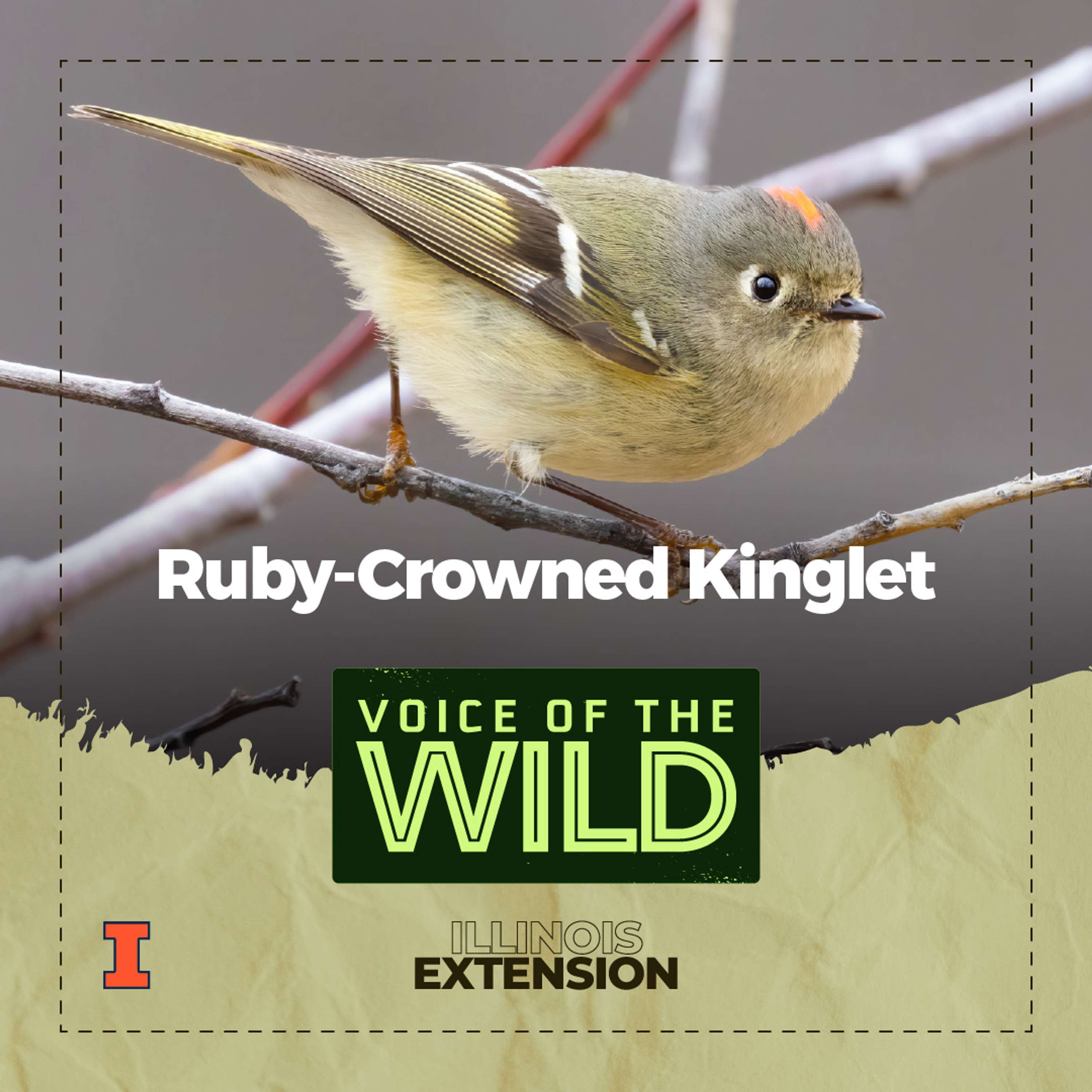 Voice of the Wild