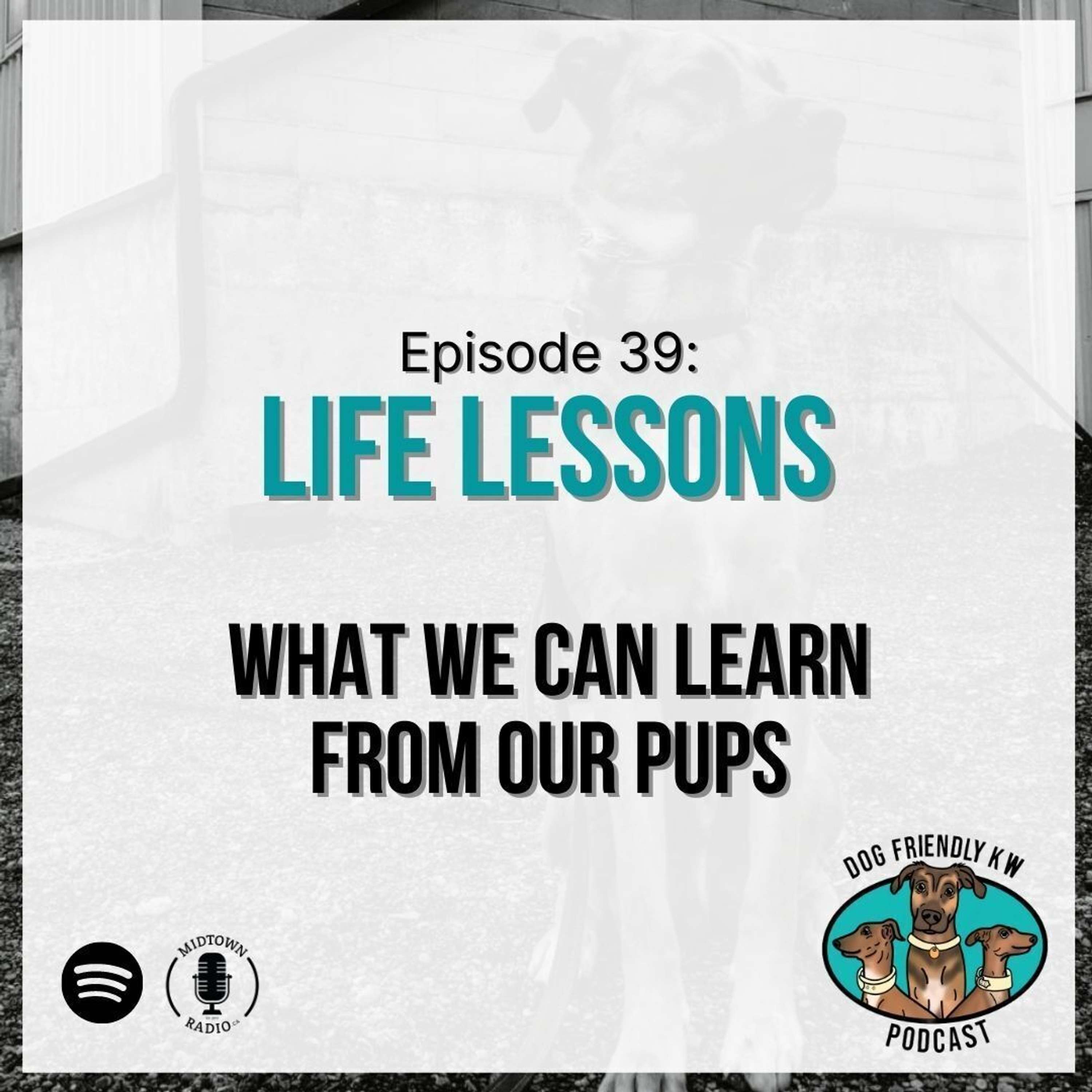 Life Lessons: What WE CAN LEARN from Our Pups