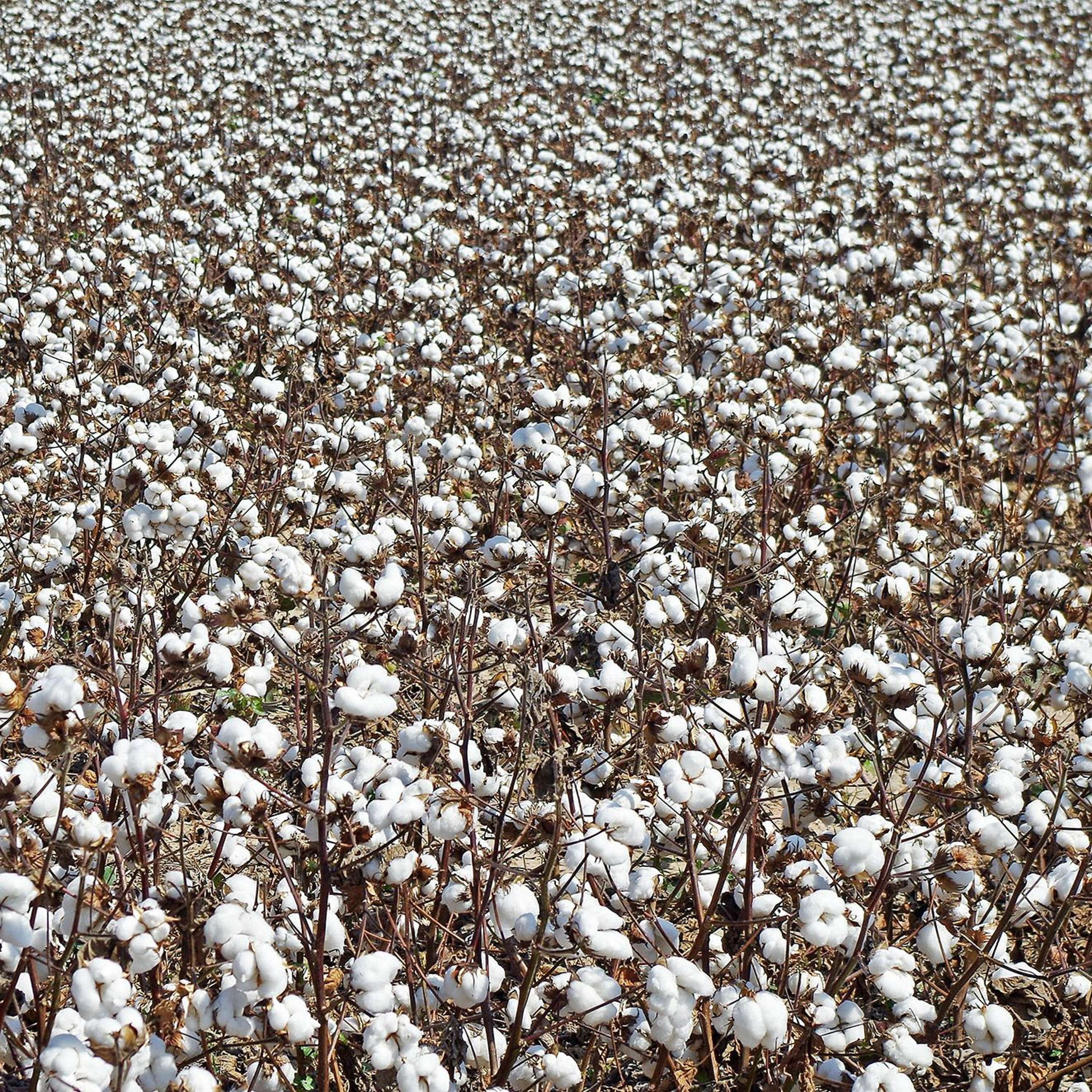 Arkansas AgCast