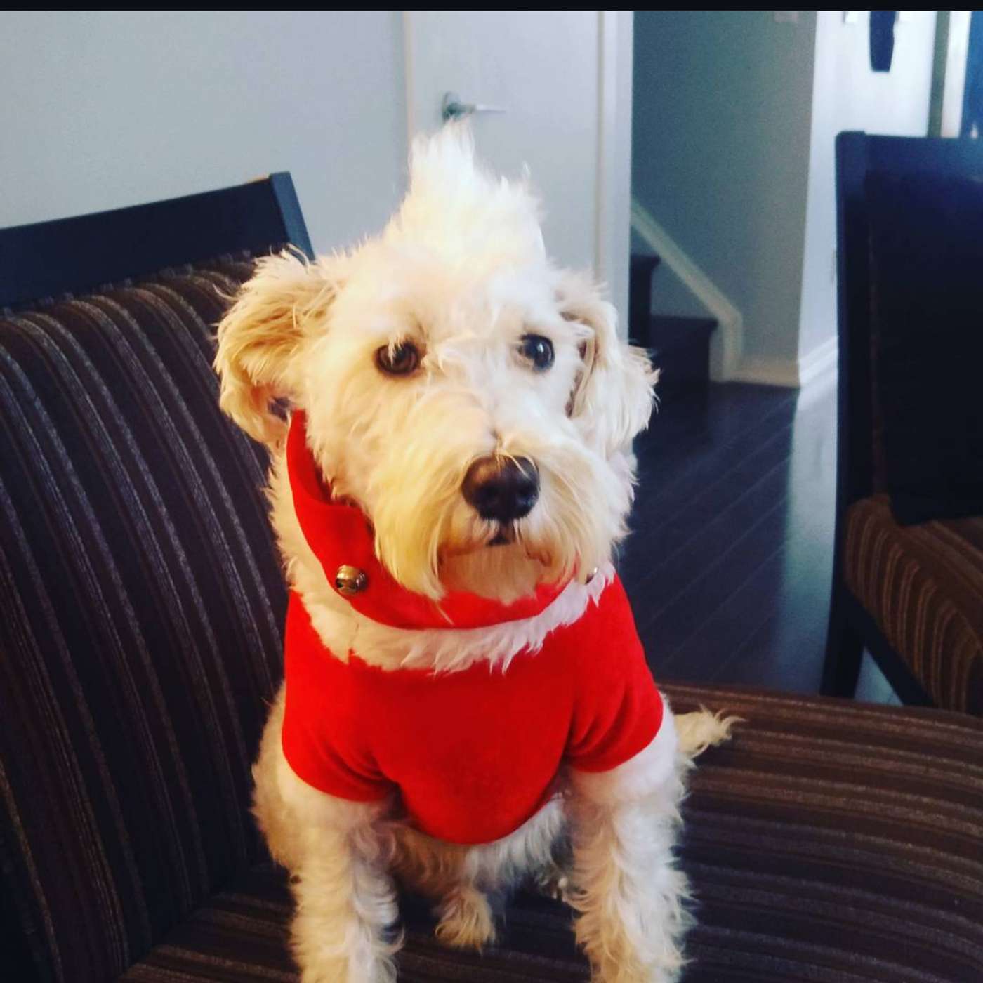 Do dogs have emotions?