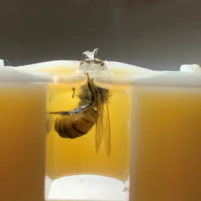MSU researchers discover honeybees can detect lung cancer