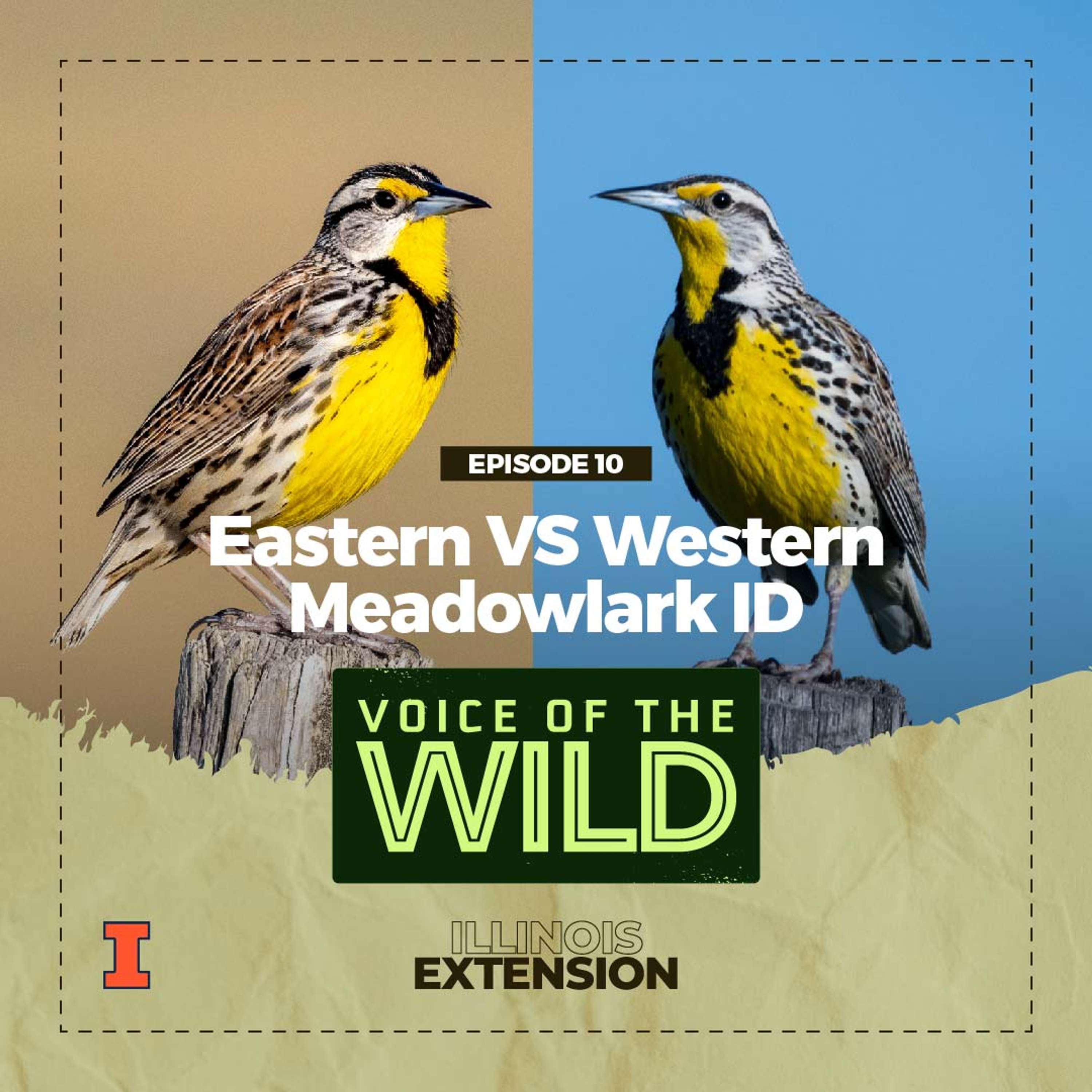 Voice of the Wild
