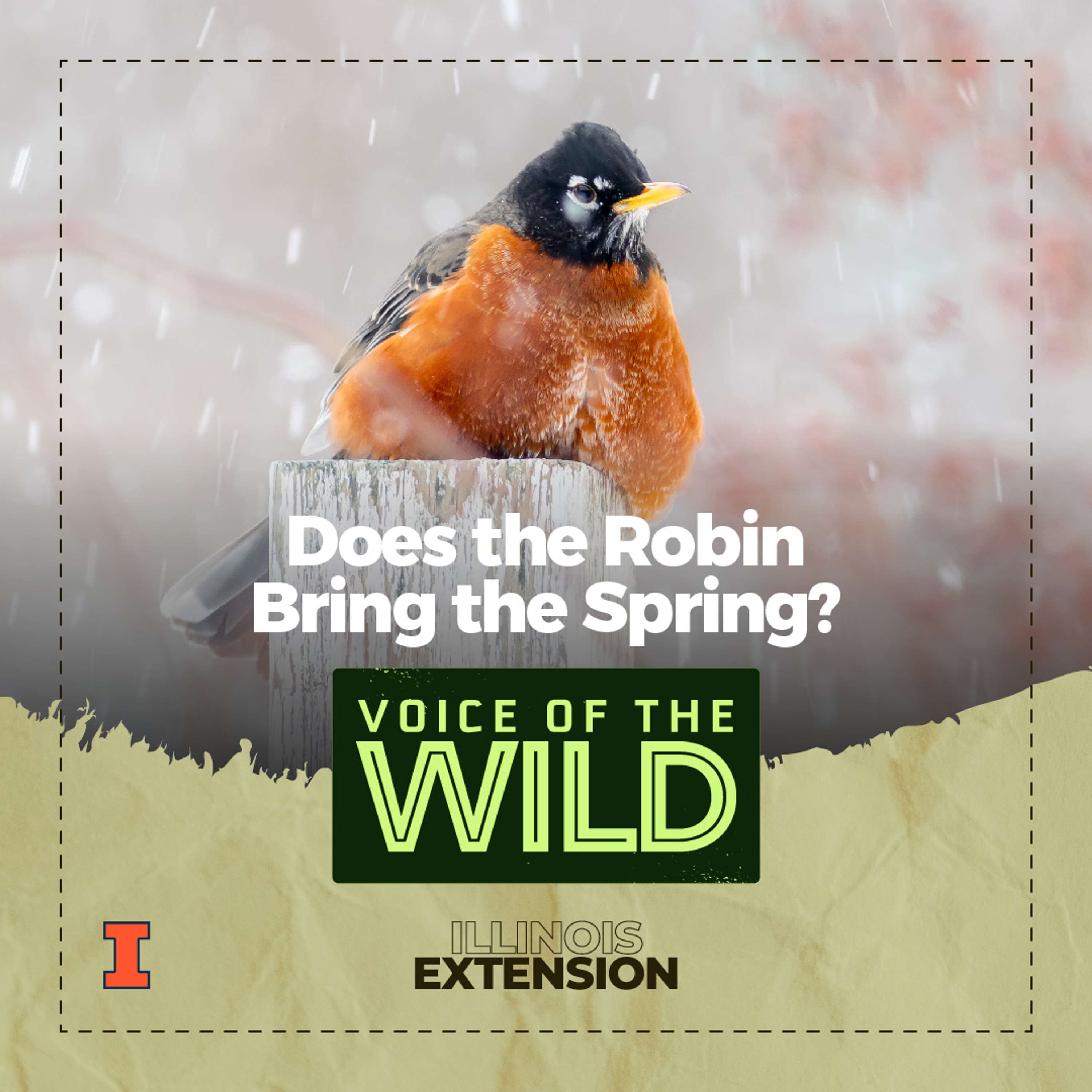 Voice of the Wild