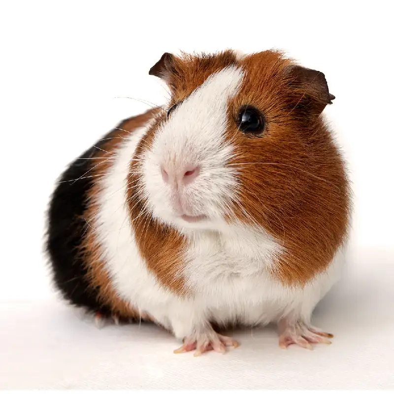 Clinical Trials - Why You Should be a Guinea Pig! With Todd May, MS, CCRC
