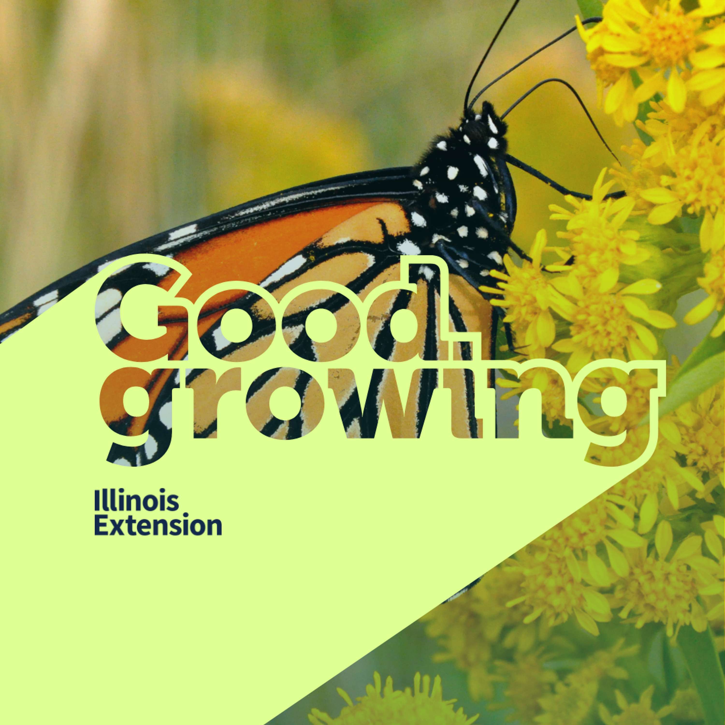 Ep. 174 Monarch Butterfly Science w/ Dr. Andy Davis | #GoodGrowing