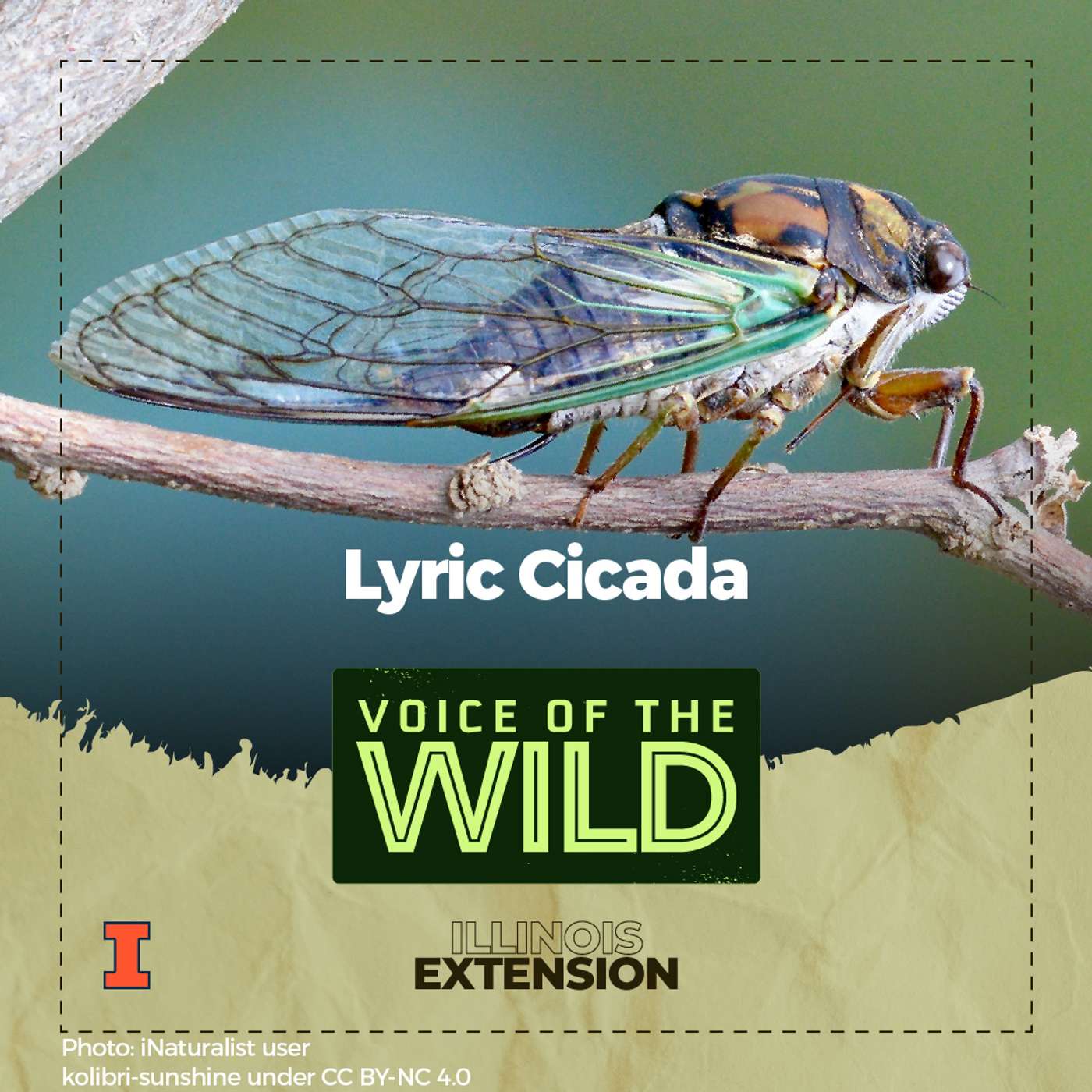 Voice of the Wild
