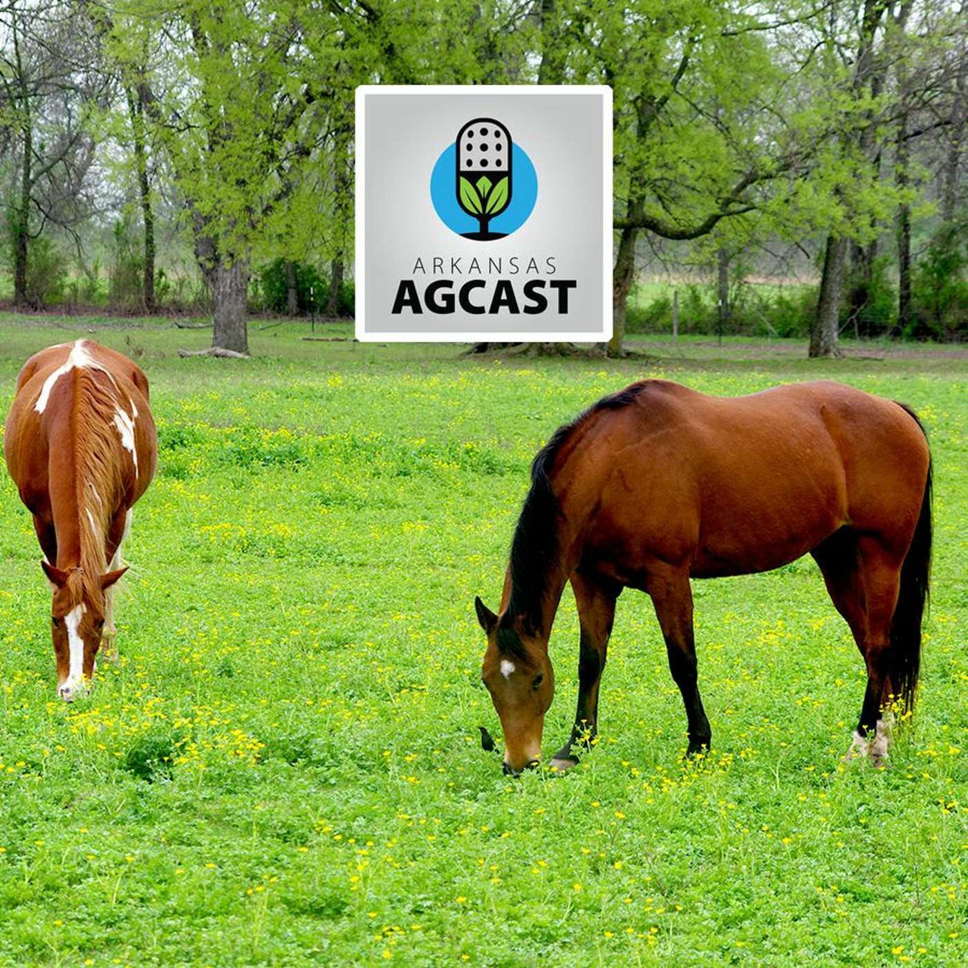 Arkansas AgCast