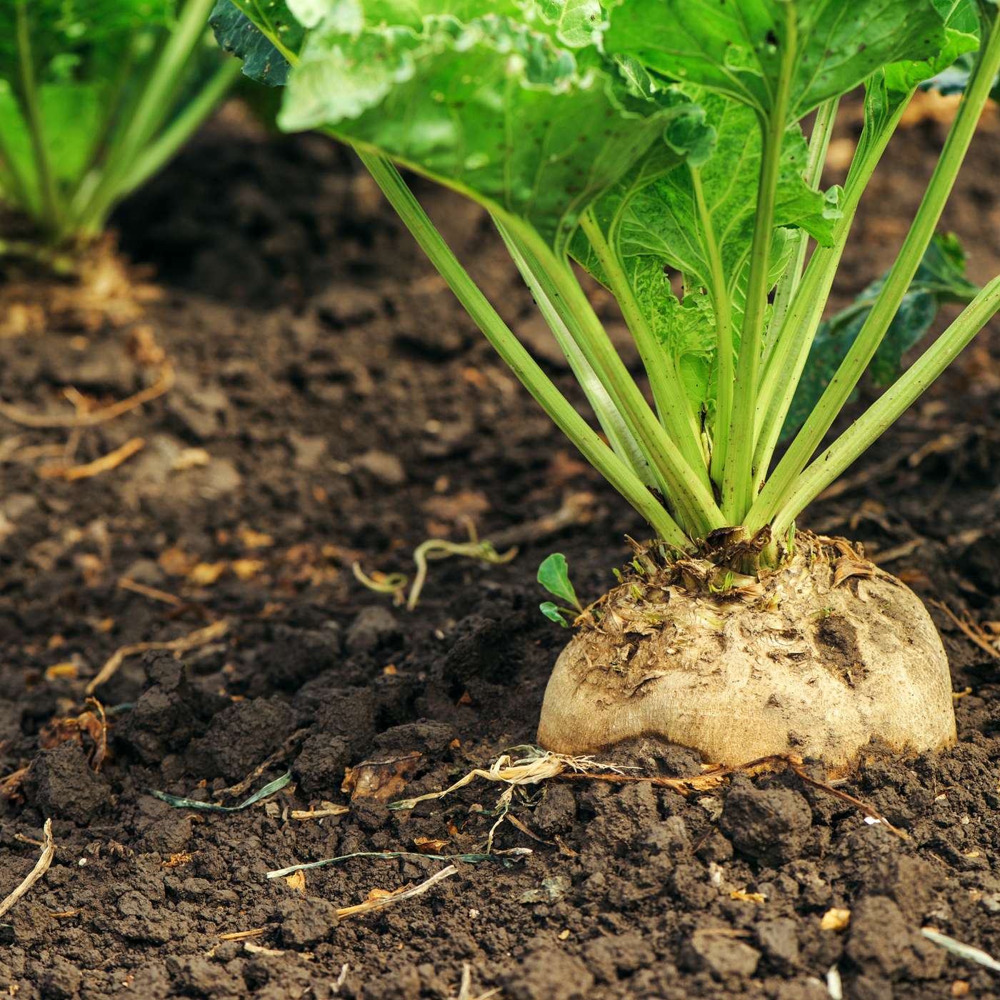 UMN Extension Nutrient Management Podcast