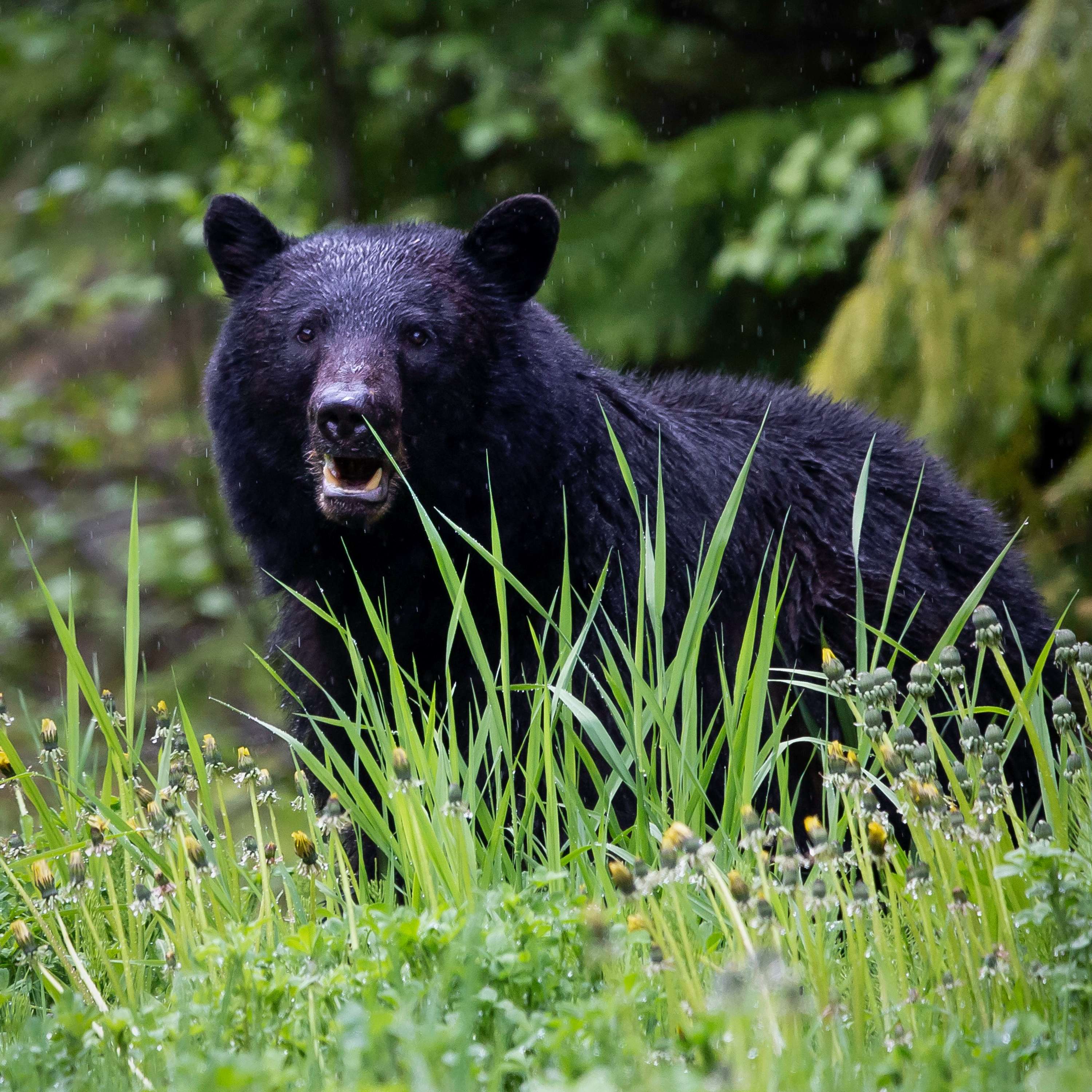 Forest Service Talks Updated BWCA Bear Aware Forest Order