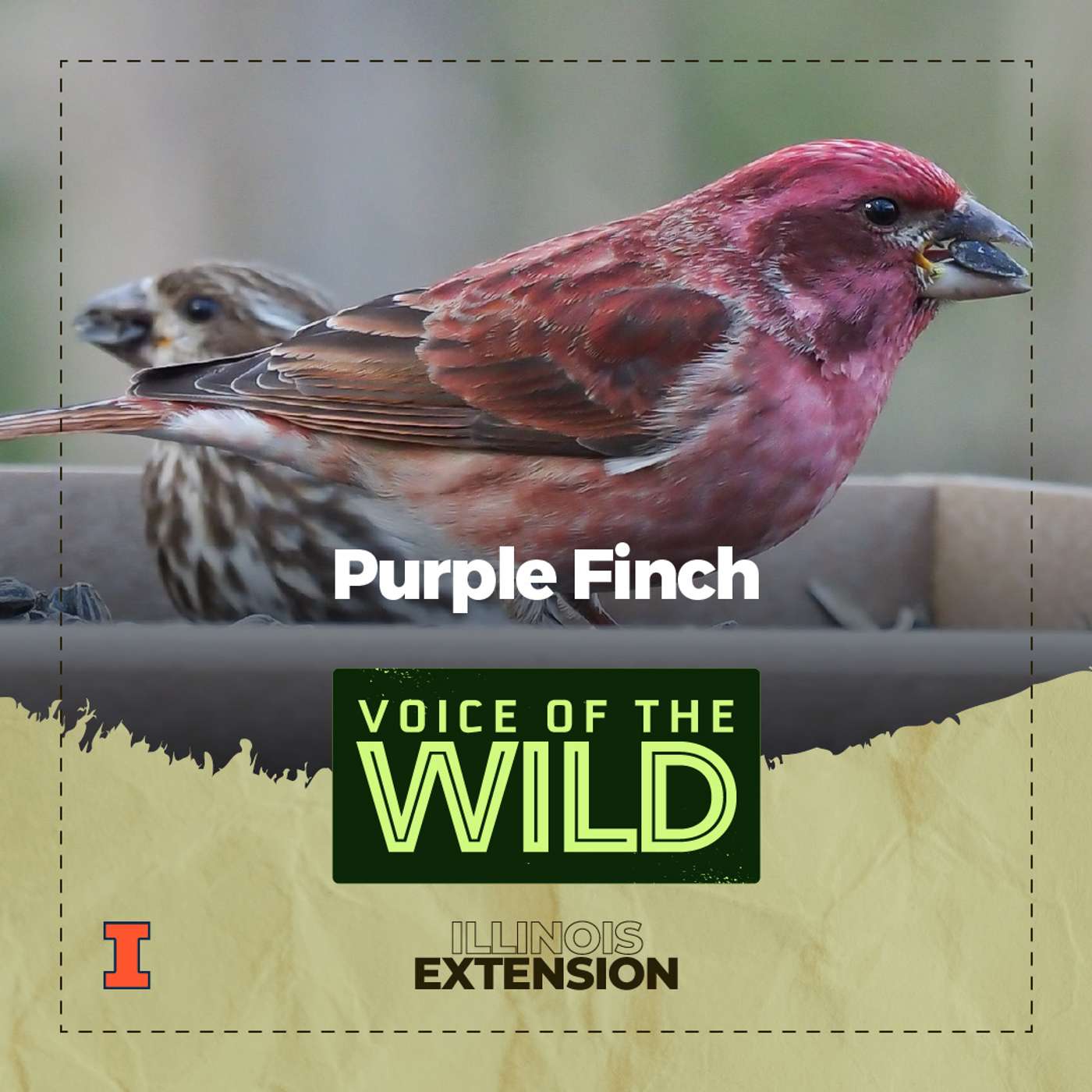 Episode 82: Purple Finch – Voice of the Wild Episode 82: Purple Finch – Voice of the Wild