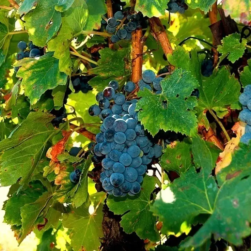 Départ pour l'Argentine à la découverte du Malbec avec Jacques Paradis!