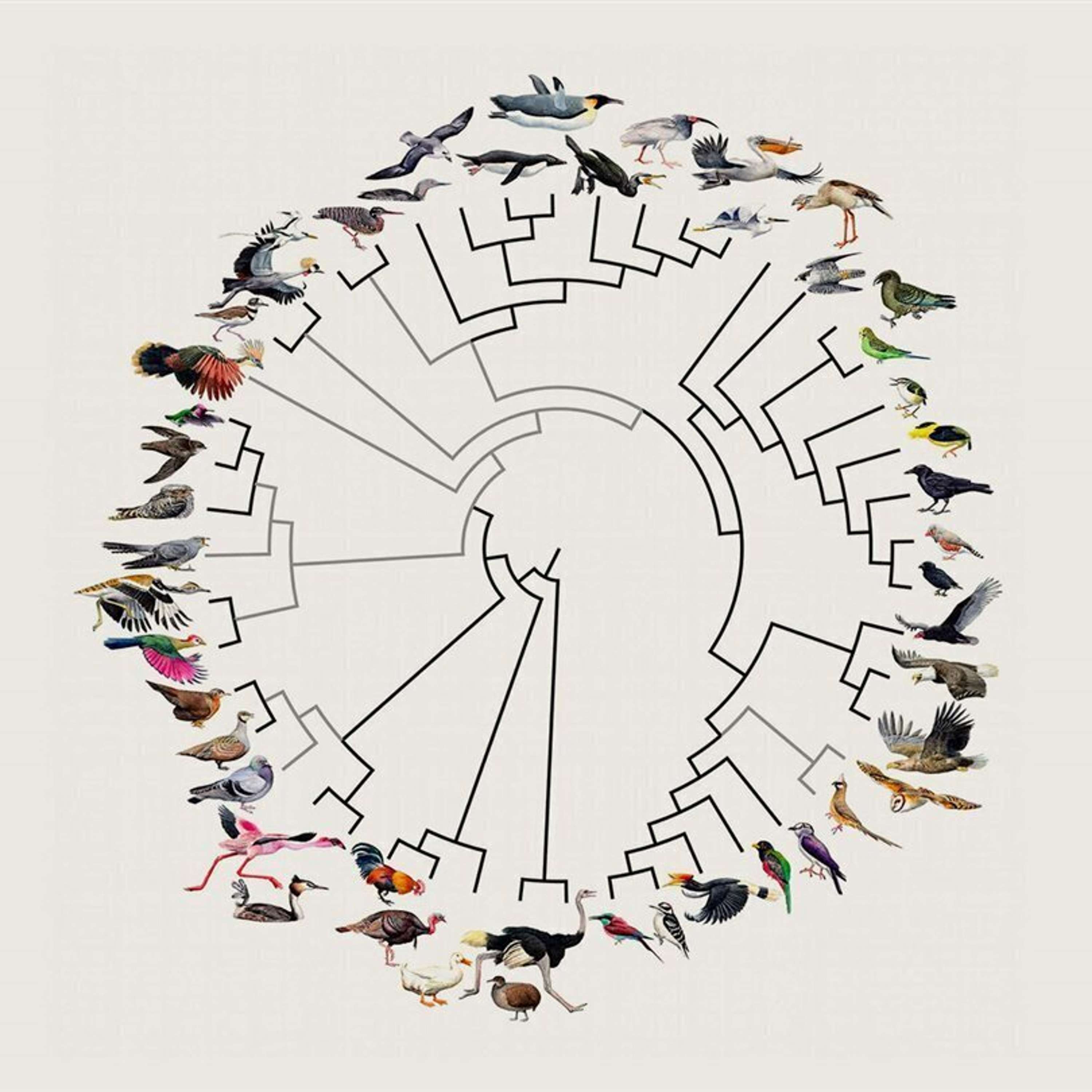 El vuelo: de los dinosaurios a los hermanos Wright (III): Las aves modernas: origen y nuevas claves evolutivas