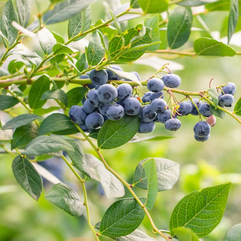 Growing Blueberries with Kathleen Demchak