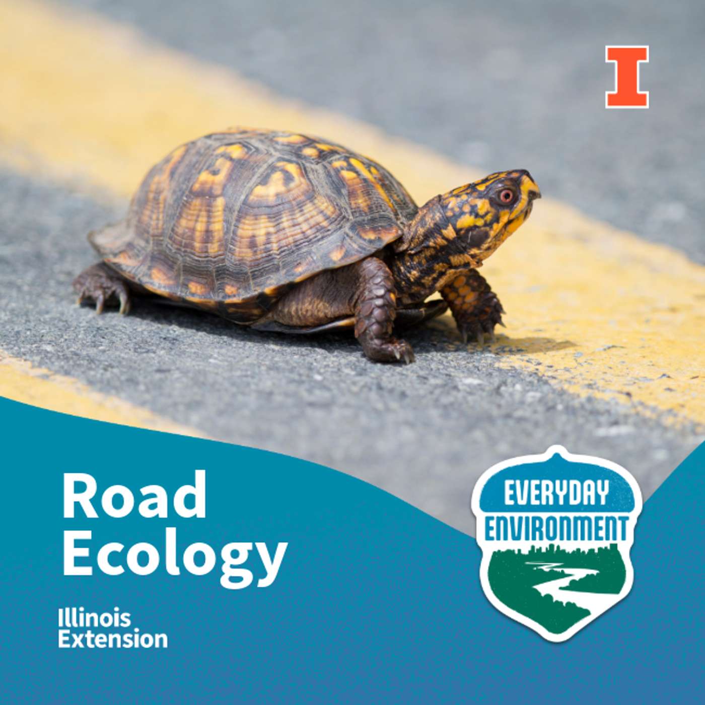 It's all edges: road ecology with Kevin Rohling