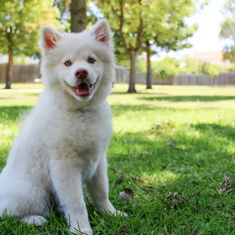 VIE PRATIQUE - Journée mondiale des chiens : comment adopter ici à Toronto ?