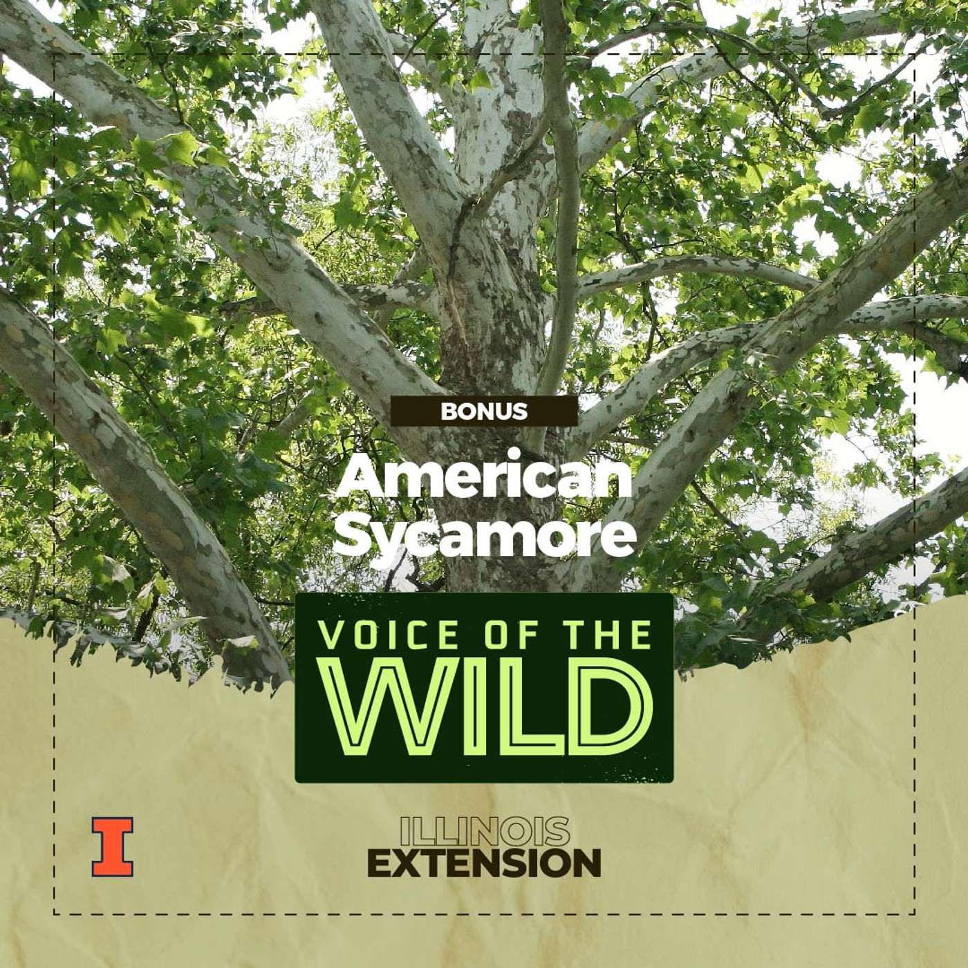 Voice of the Wild