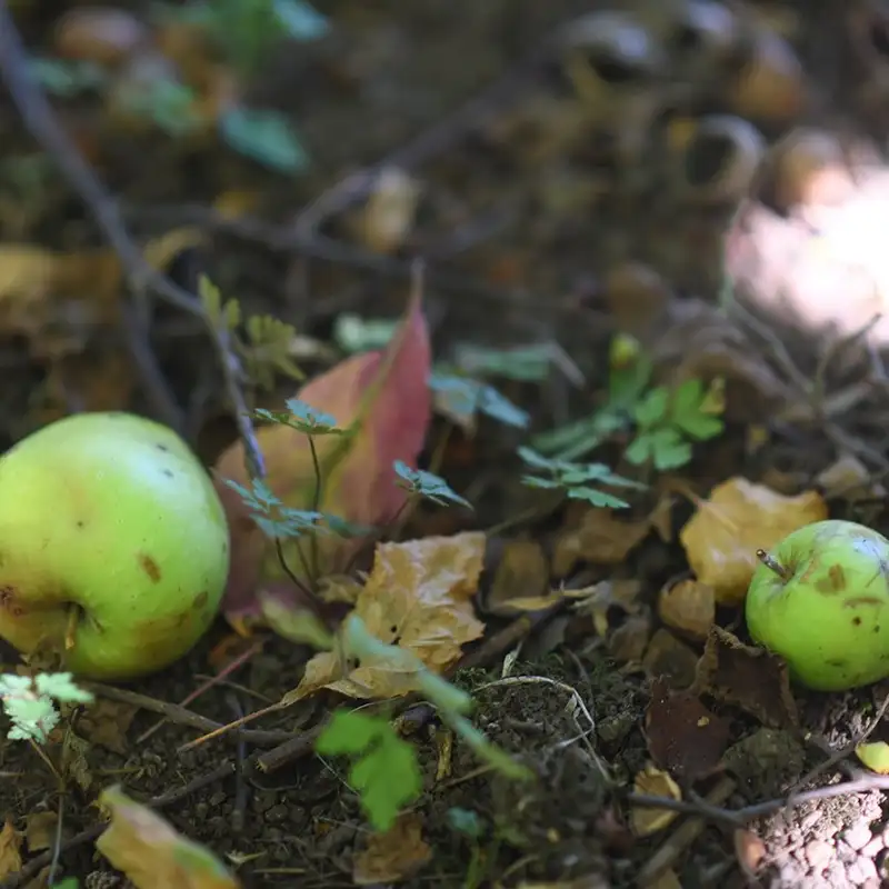 Local gleaning group looking to help pick fruits and vegetables to lower food waste