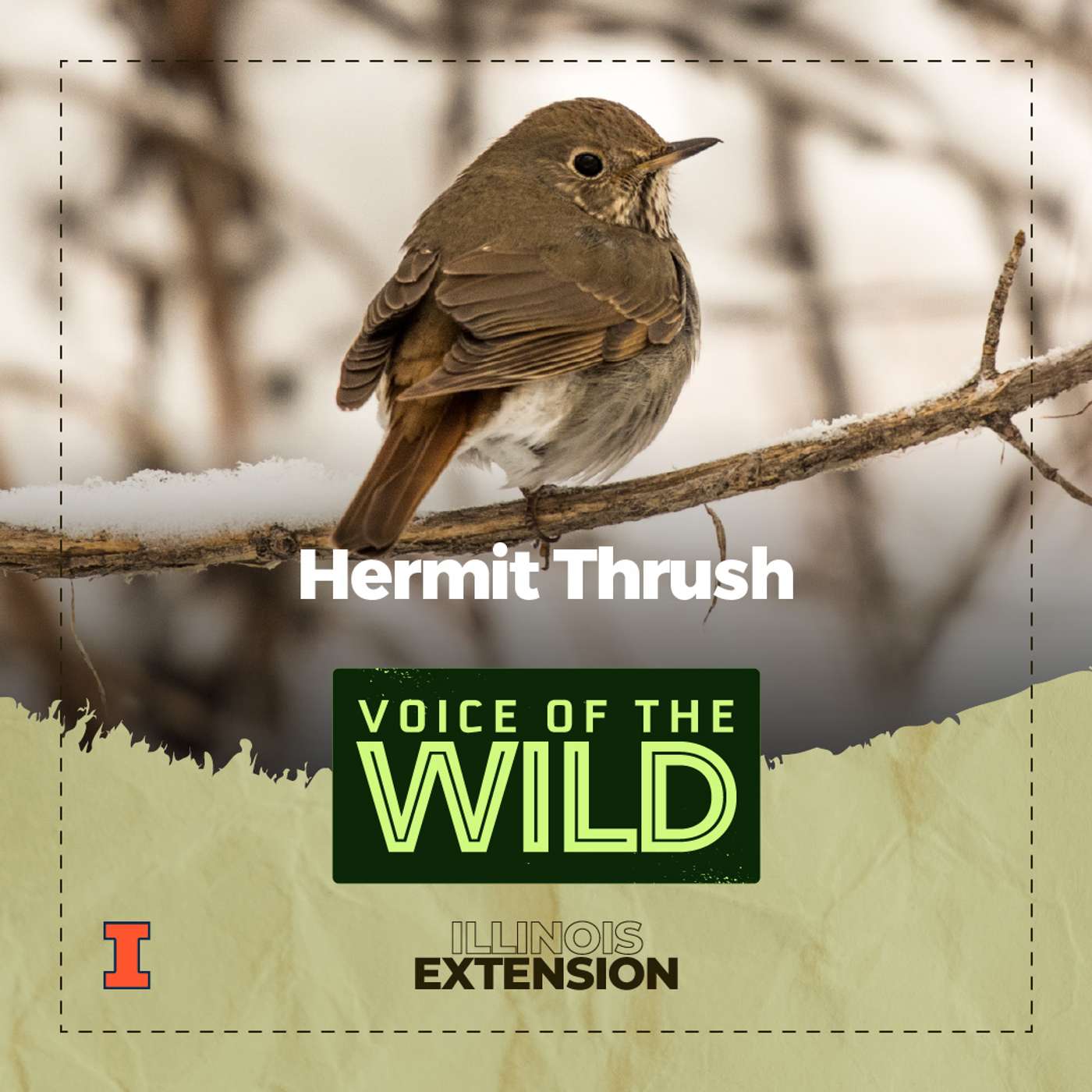 Episode 76: Hermit Thrush – Voice of the Wild Episode 76: Hermit Thrush – Voice of the Wild