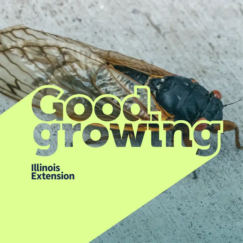 Ep. 171 Periodical Cicada Preparation, Protecting our baby trees! | #GoodGrowing