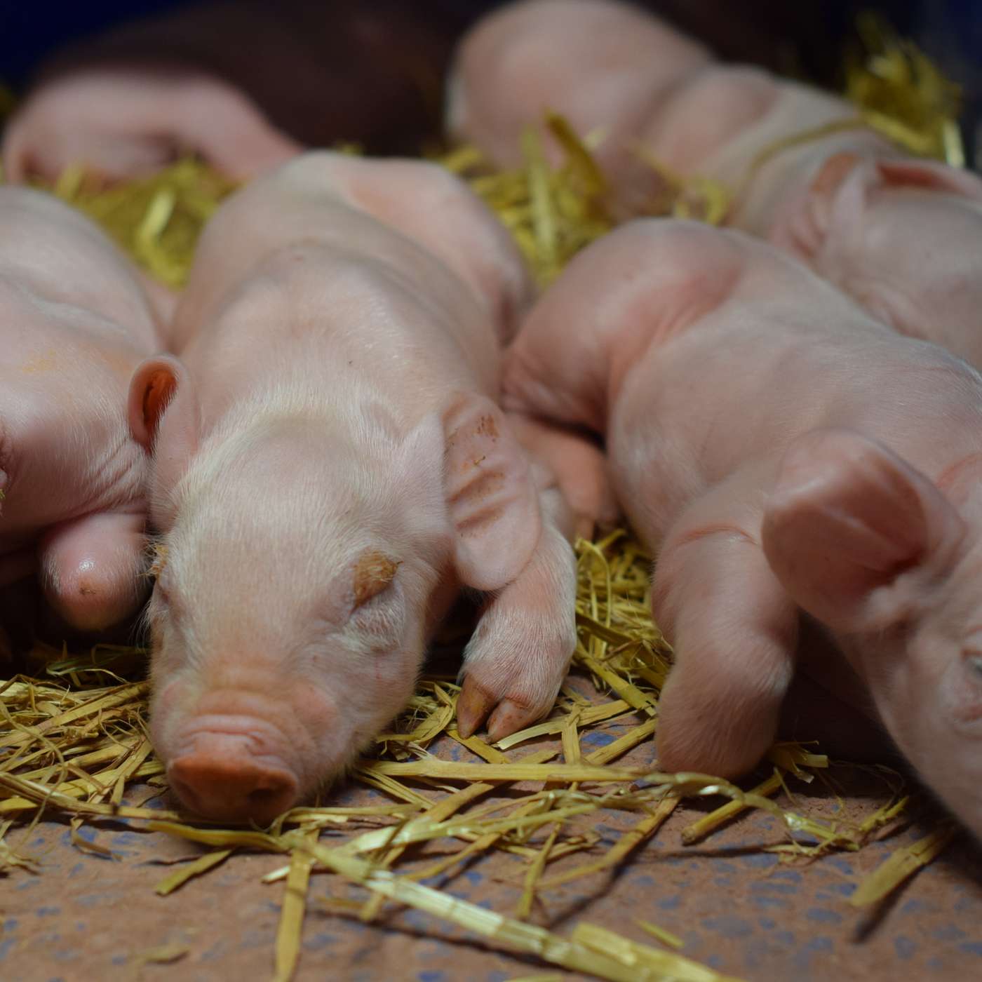 The 2023 Teagasc National Pig Herd Performance Report