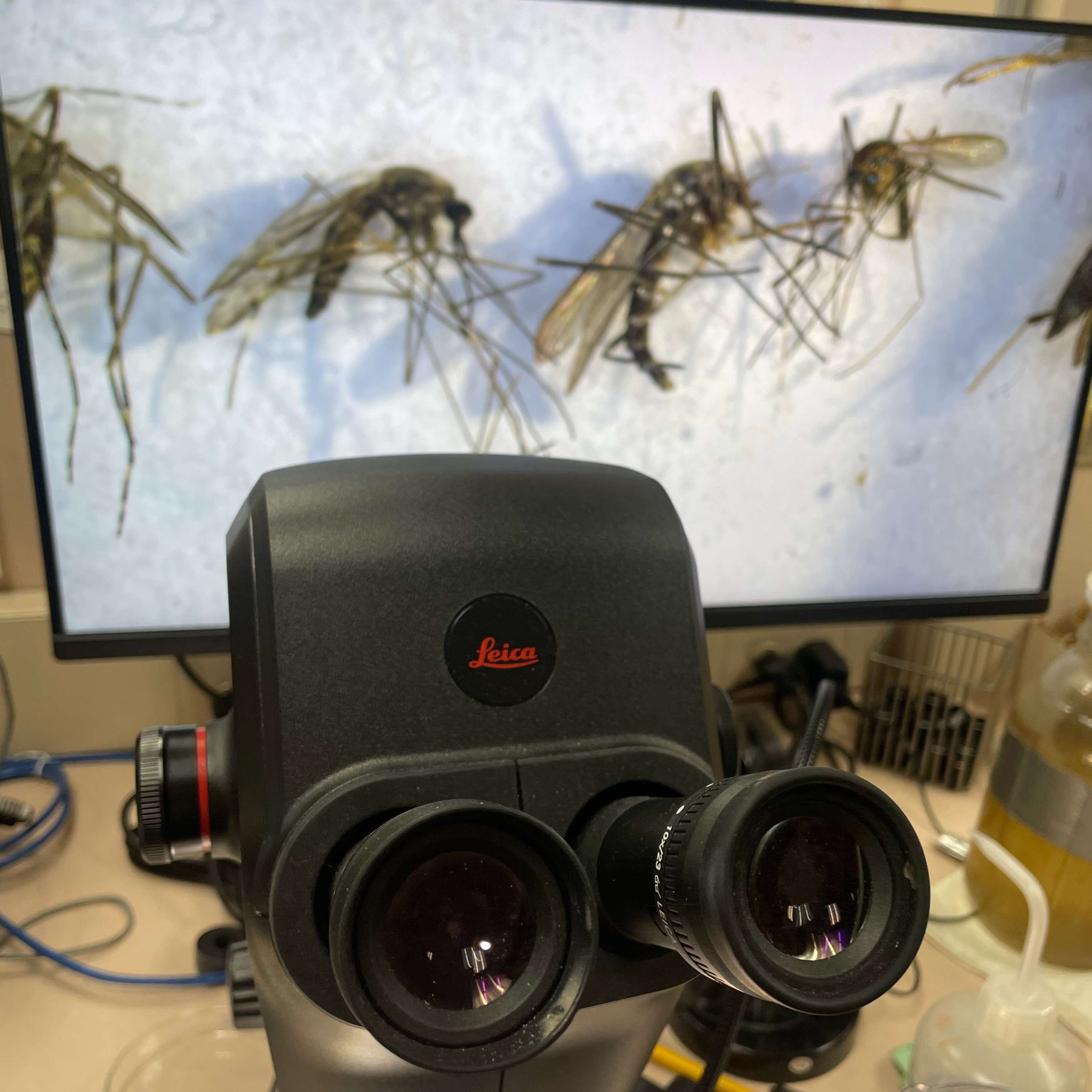 More Rain Means More Mosquitos This Summer