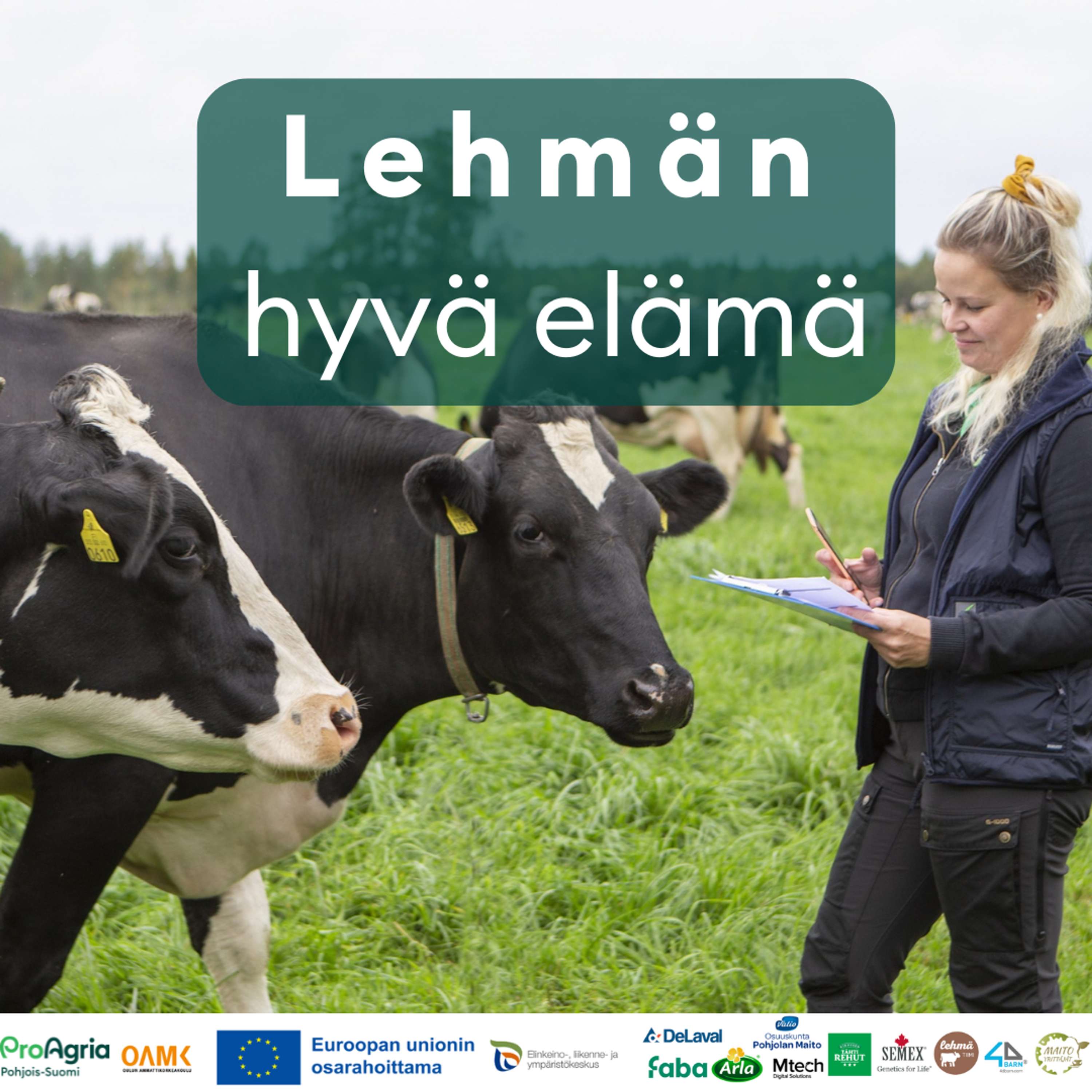 Lehmän hyvä elämä