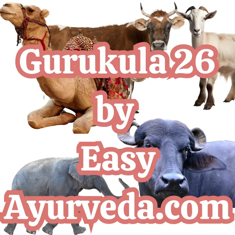 Gurukula 26: Health benefits of different types of milk | Human Milk Health benefits | Elephant milk