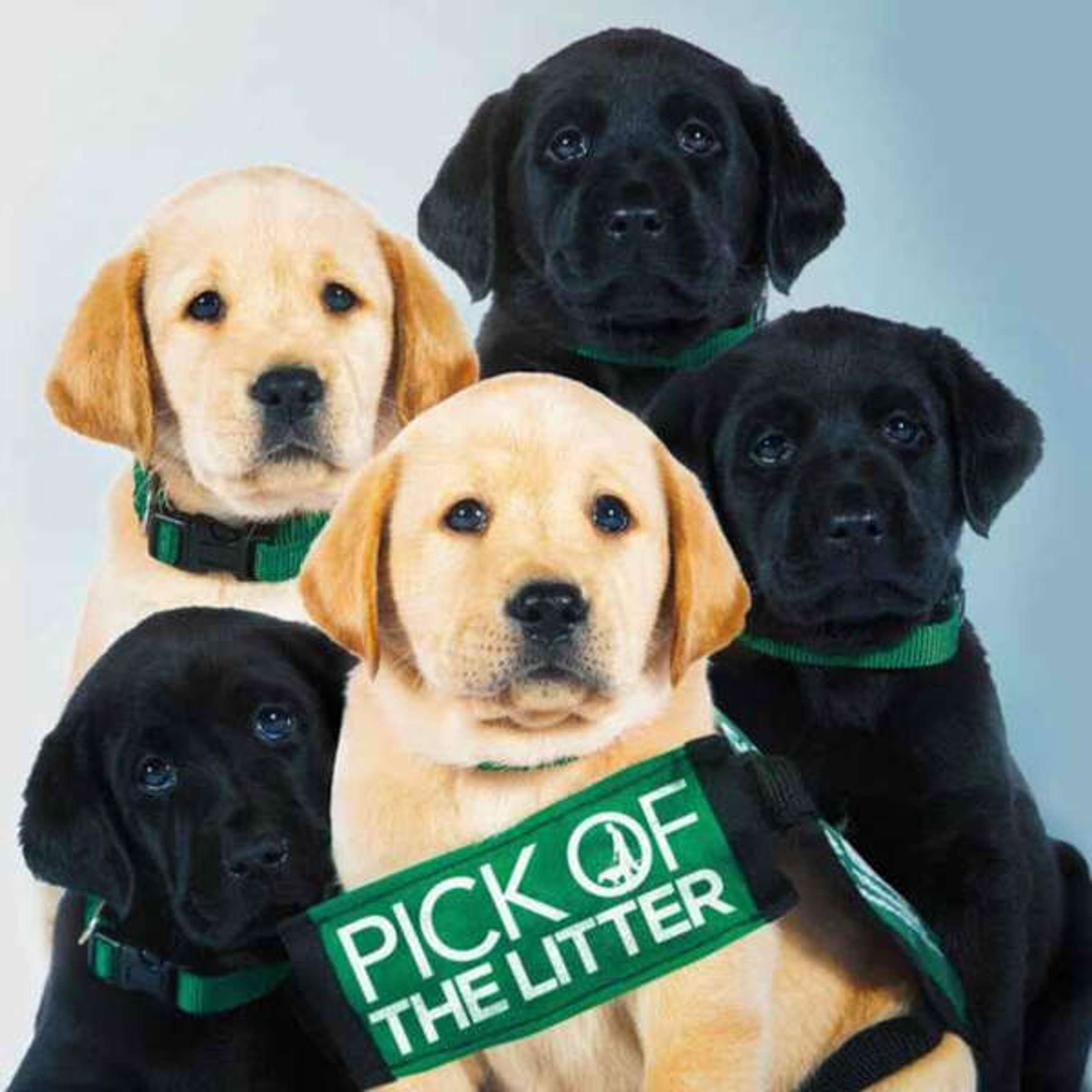 Pick Of The Litter na Disney Plus! - podcast episode cover