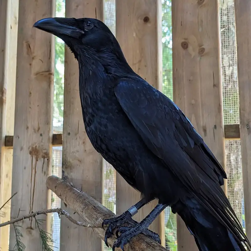 Rescued raven gets new mews: homeless nevermore