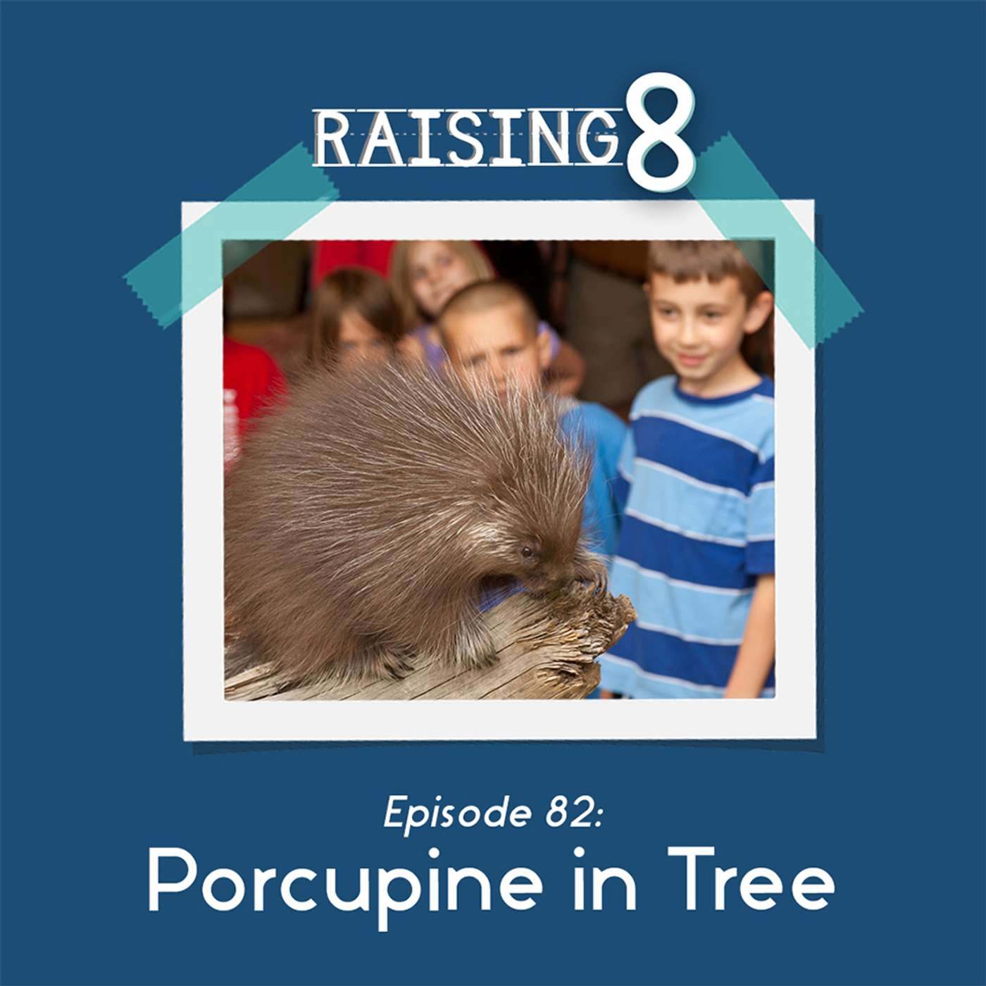 Porcupine in Tree Porcupine in Tree