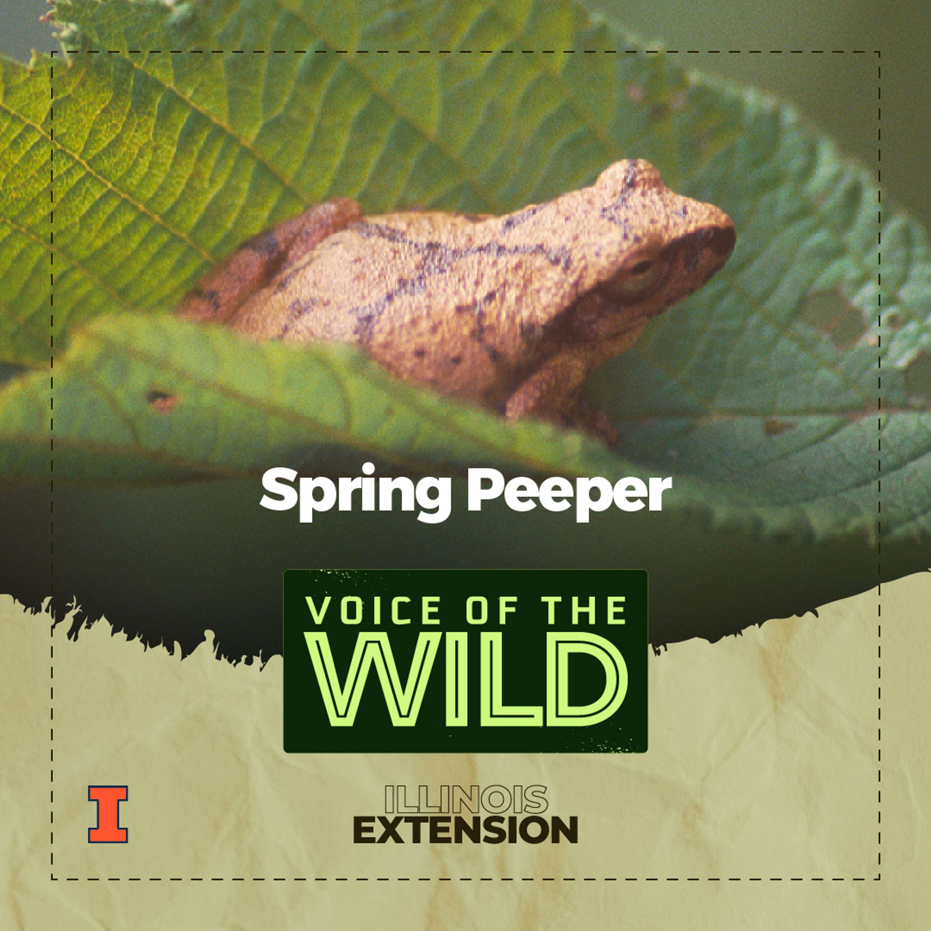 Voice of the Wild