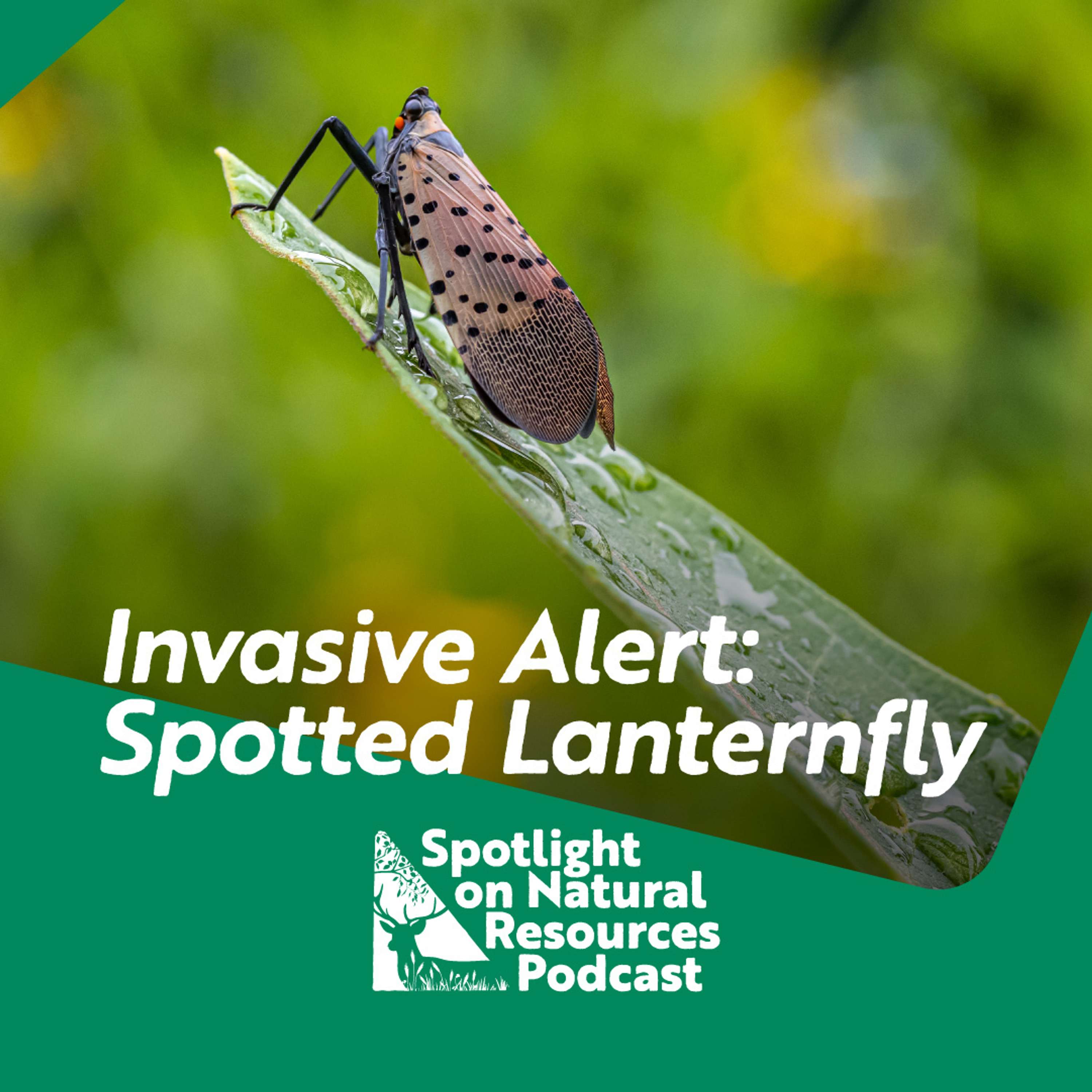 Everyday Environment Podcast